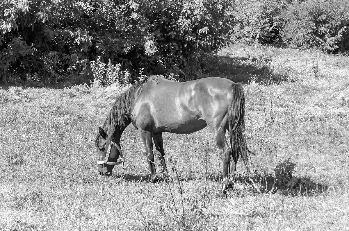 AMERICAN PAINT a_c_horse_americanpaint_greyovero a_c_horse_americanpaint_overo a_c_horse_americanpaint_splashedwhite a_c_horse_americanpaint_tobiano AMERICAN STANDARDBRED a_c_horse_americanstandardbr