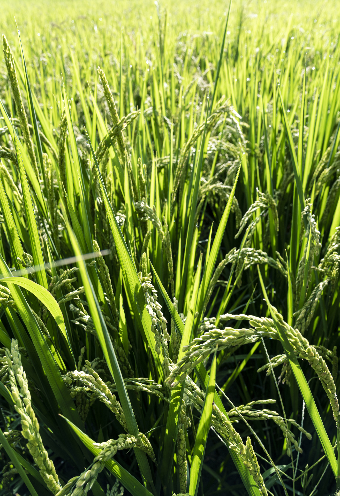 横山县水稻纹枯病发病症状及成因详解