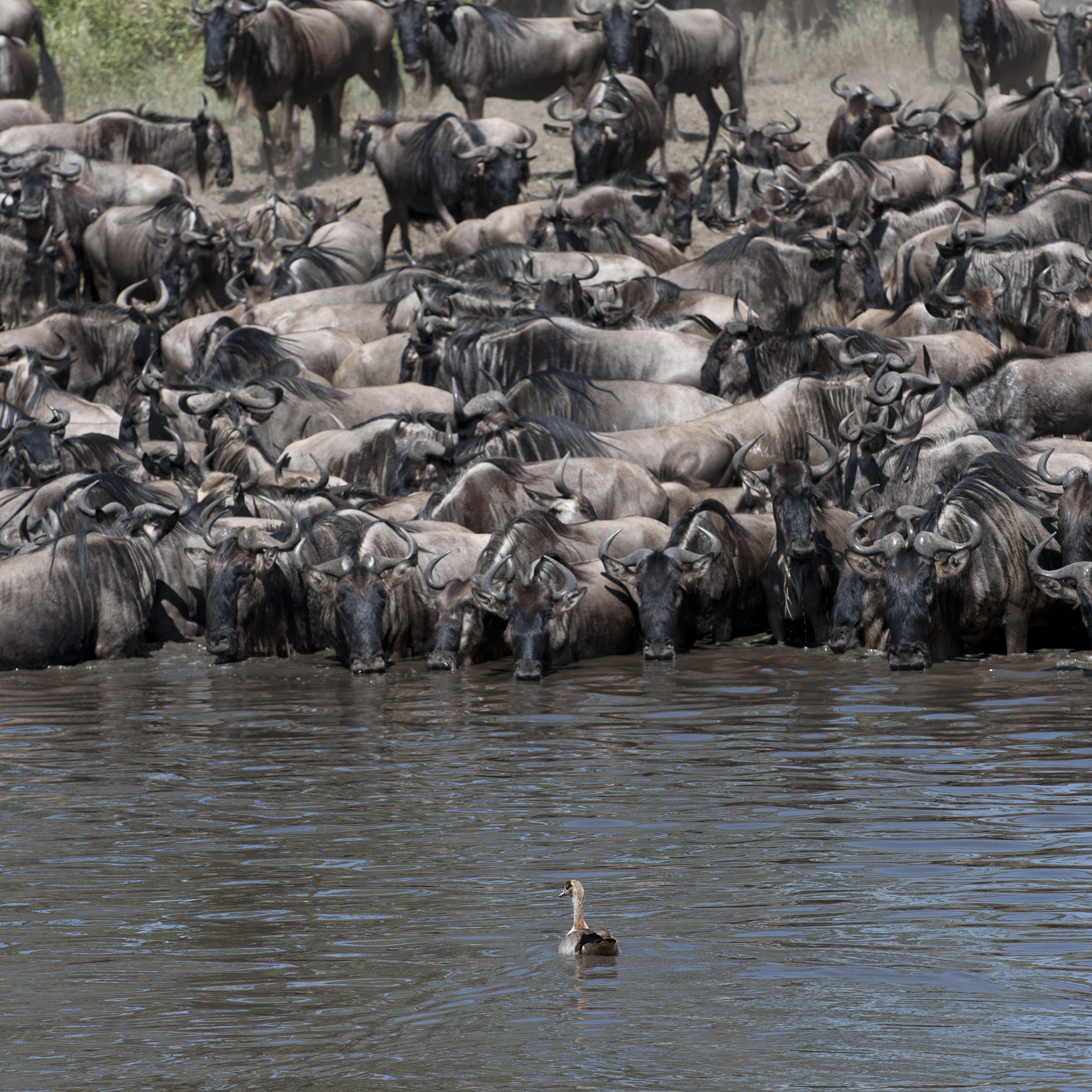 herds of wildebeest at the serengeti national park, tanzania, af