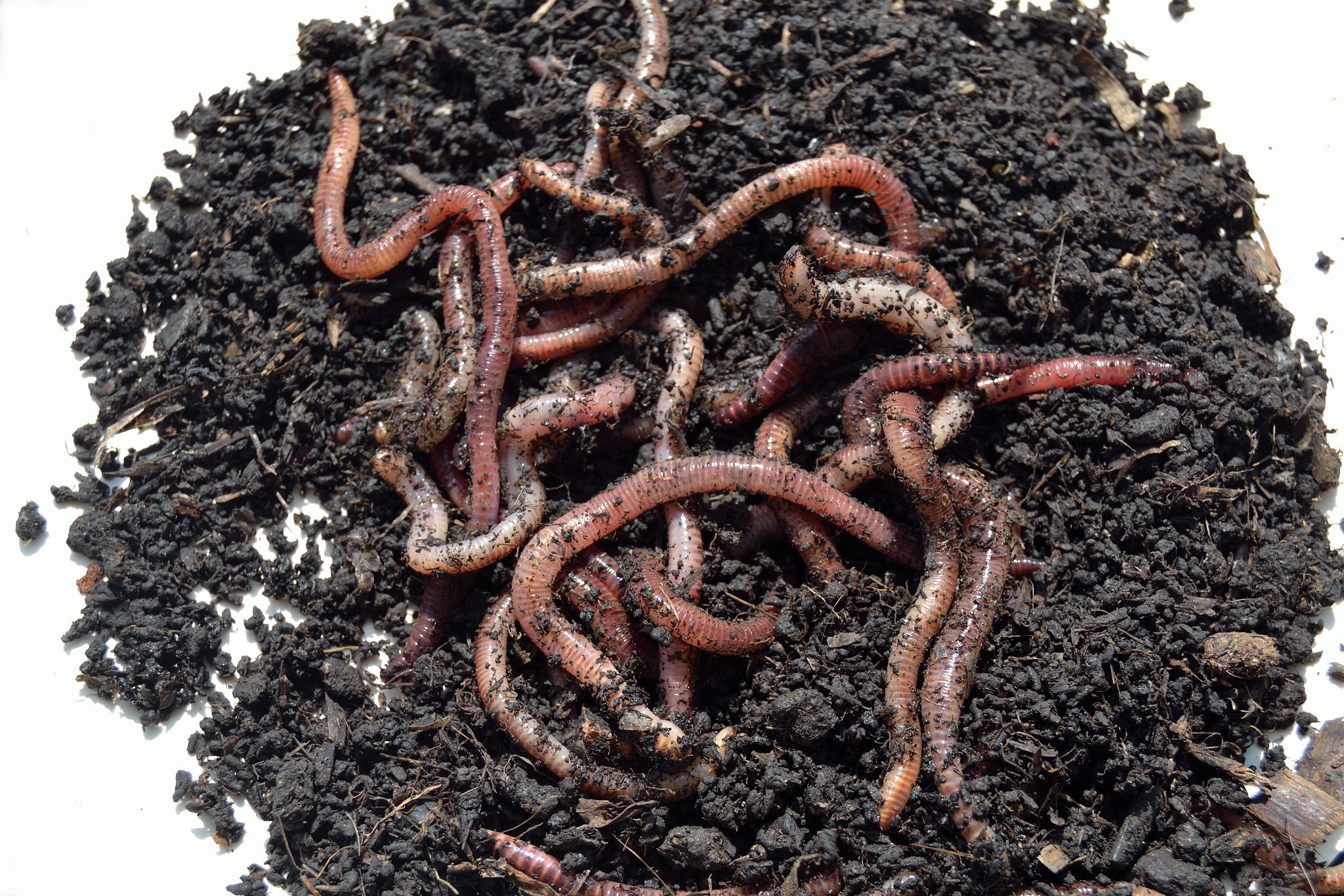 阿魏怎么拌蚯蚓抓黄鳝