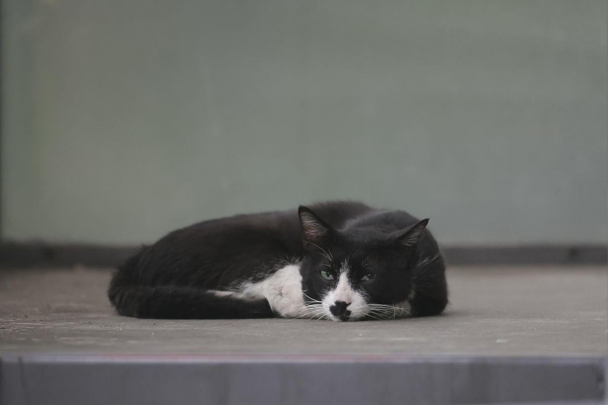 我有一只猫叫煤球