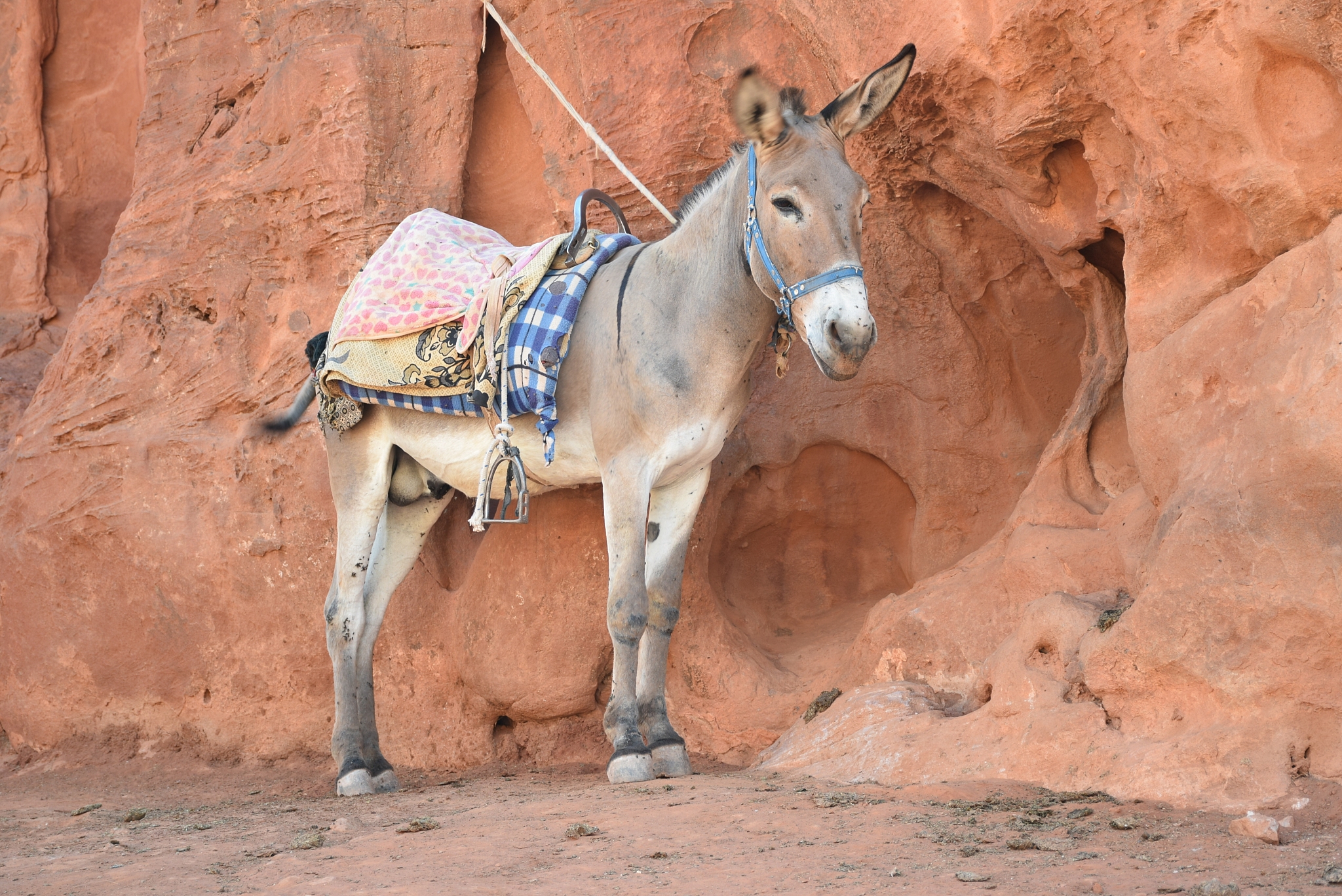 pack mule in petra, jordan