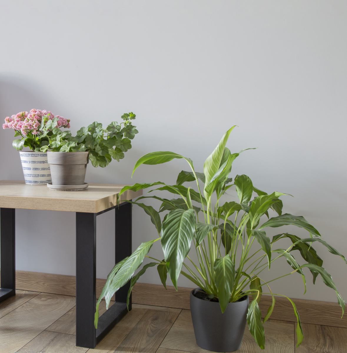 扮演一名家居领域博主写篇1000字‘家居收纳：家居植物：如何选择适合家居的植物‘’的文章