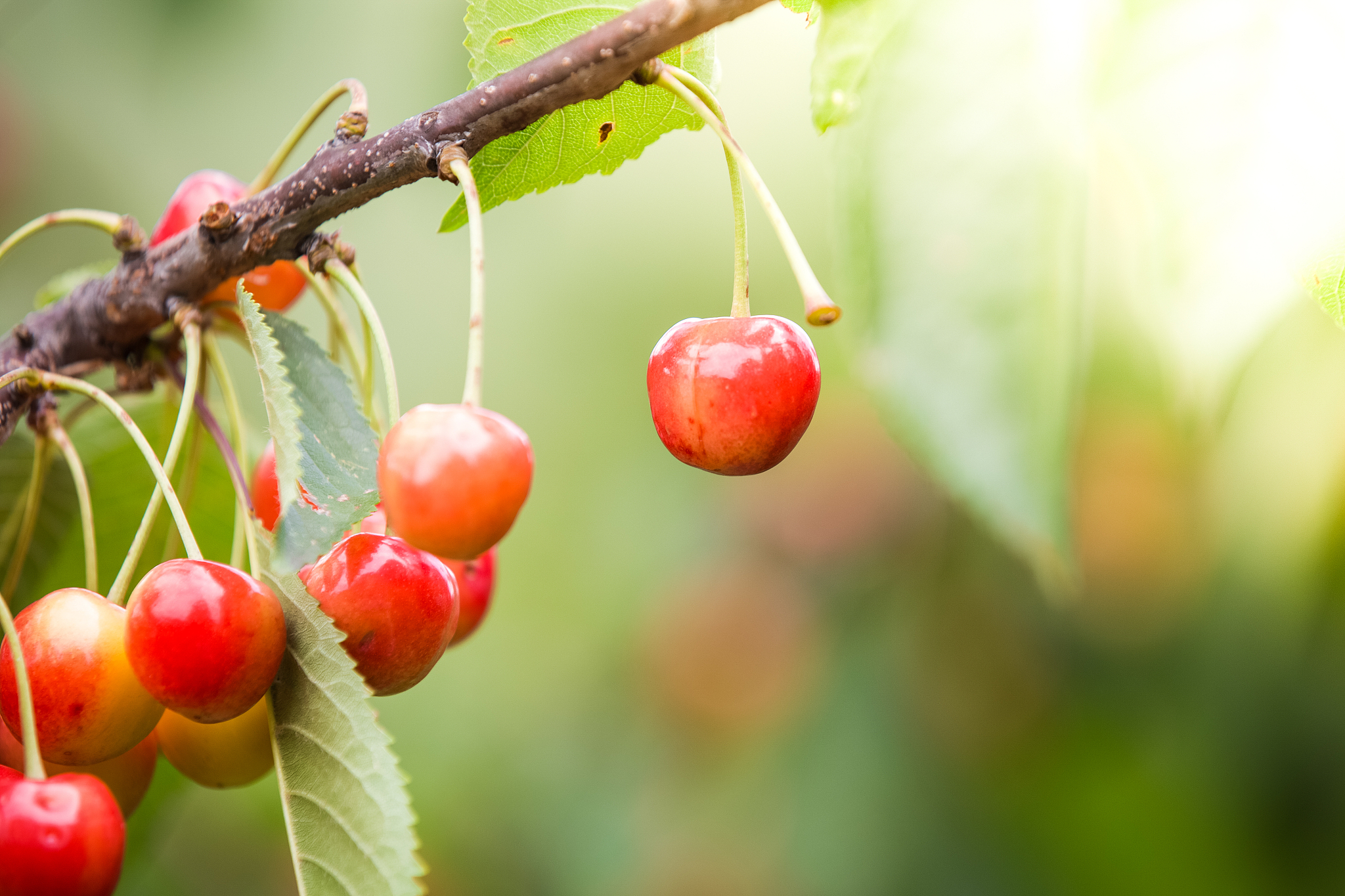 cherry branch , ripe cherries blurred background