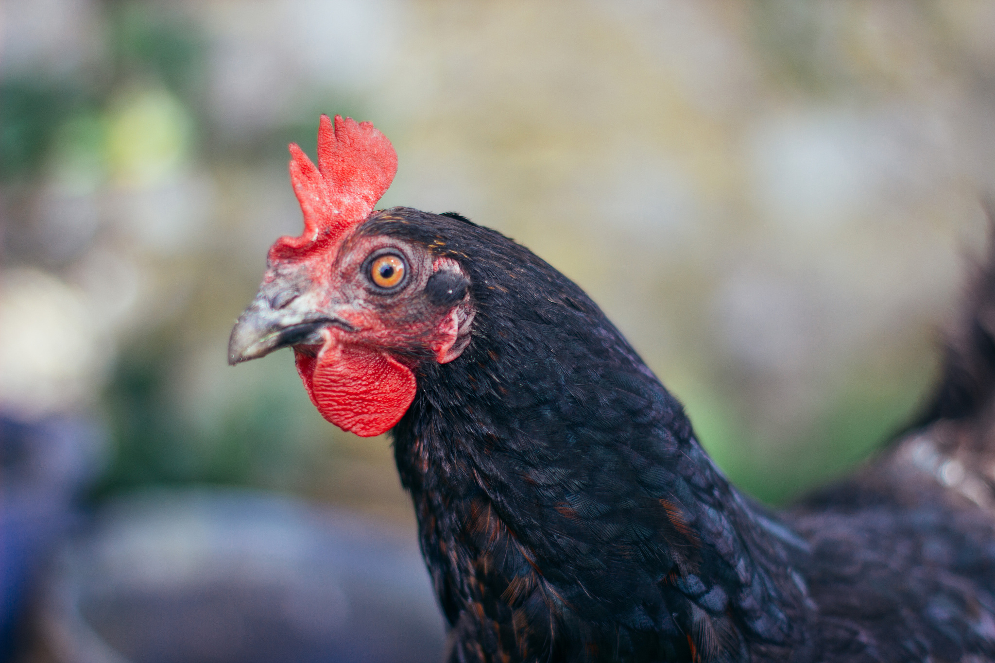 chicken