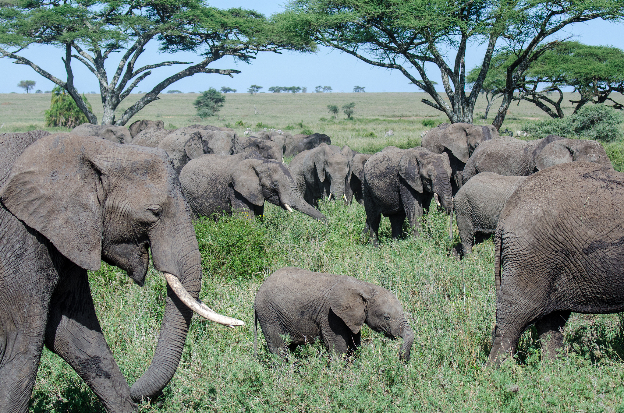 elephant herd migrating among the acacia trees in the serengeti