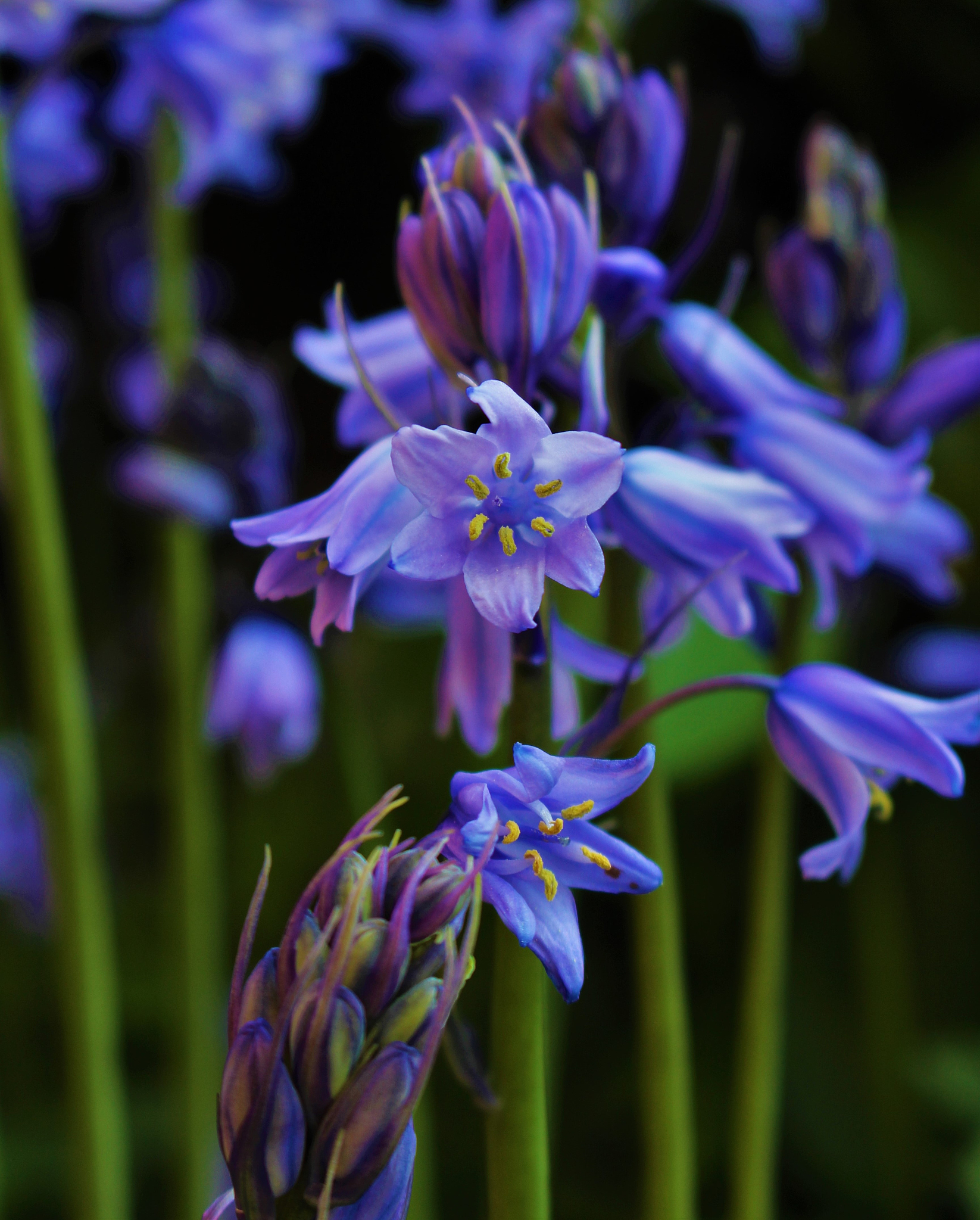 close-up of purple flowers blooming