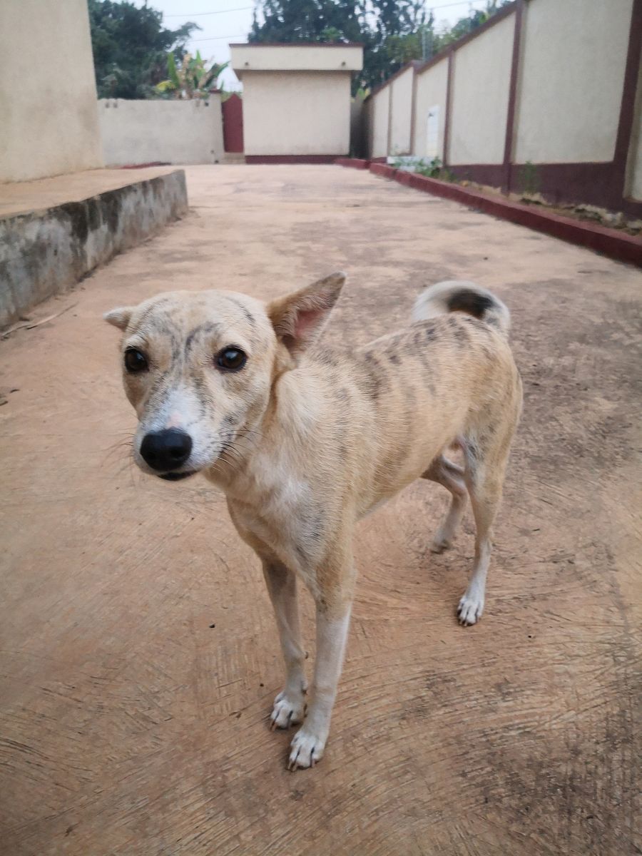 东门黄犬：广东本土犬种的魅力与现状