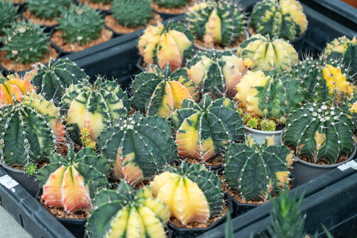 春季仙人球多久浇一次水