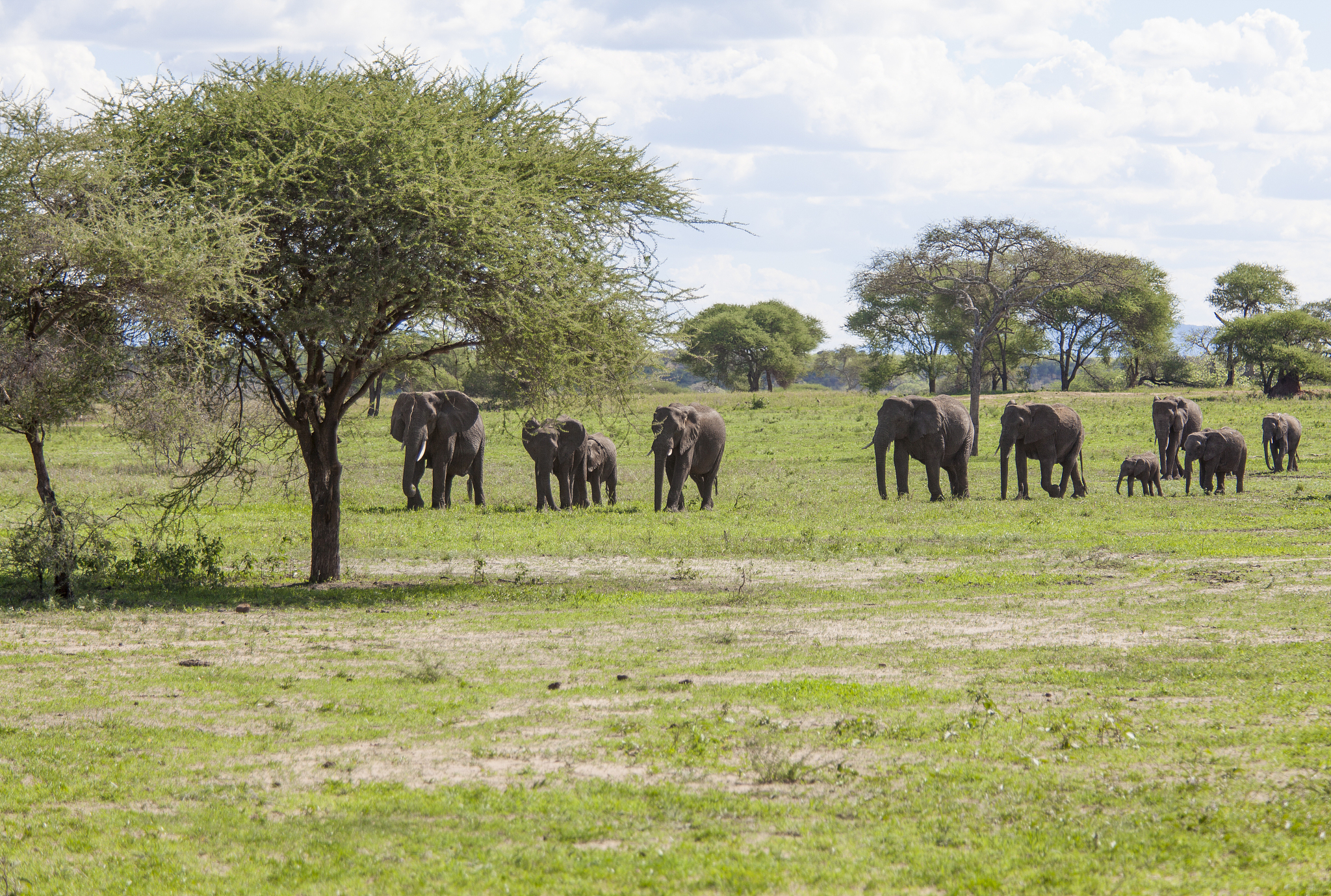 herd of elephants walking in the savannah