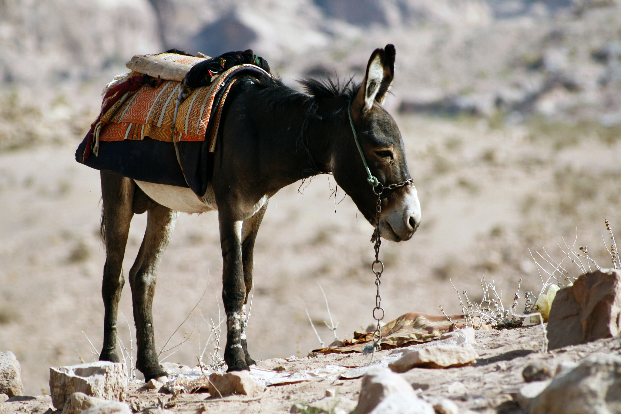 donkey