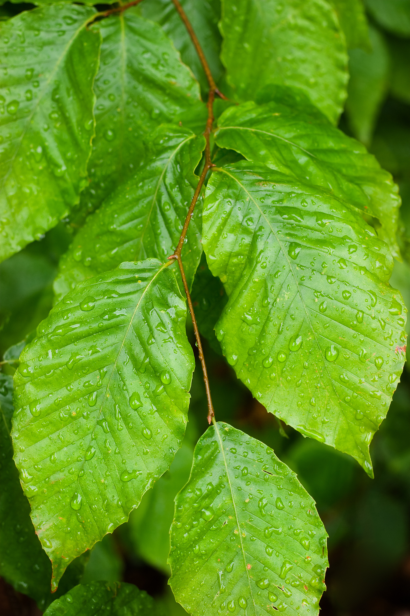 wet leaves