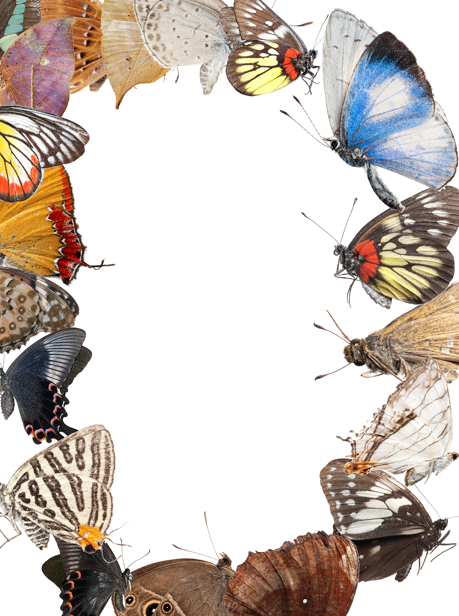 butterfly blank frame background
