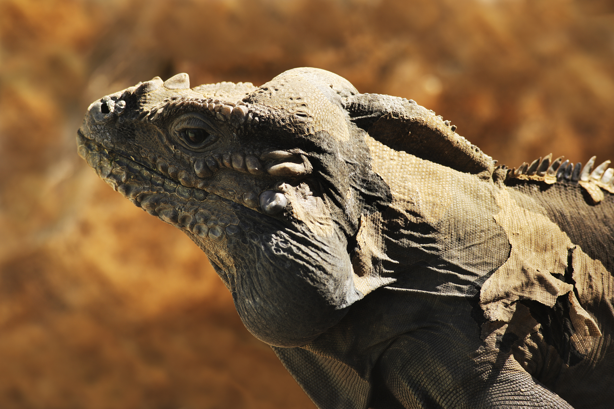 rhinoceros iguana cyclura cornuta lizard reptile
