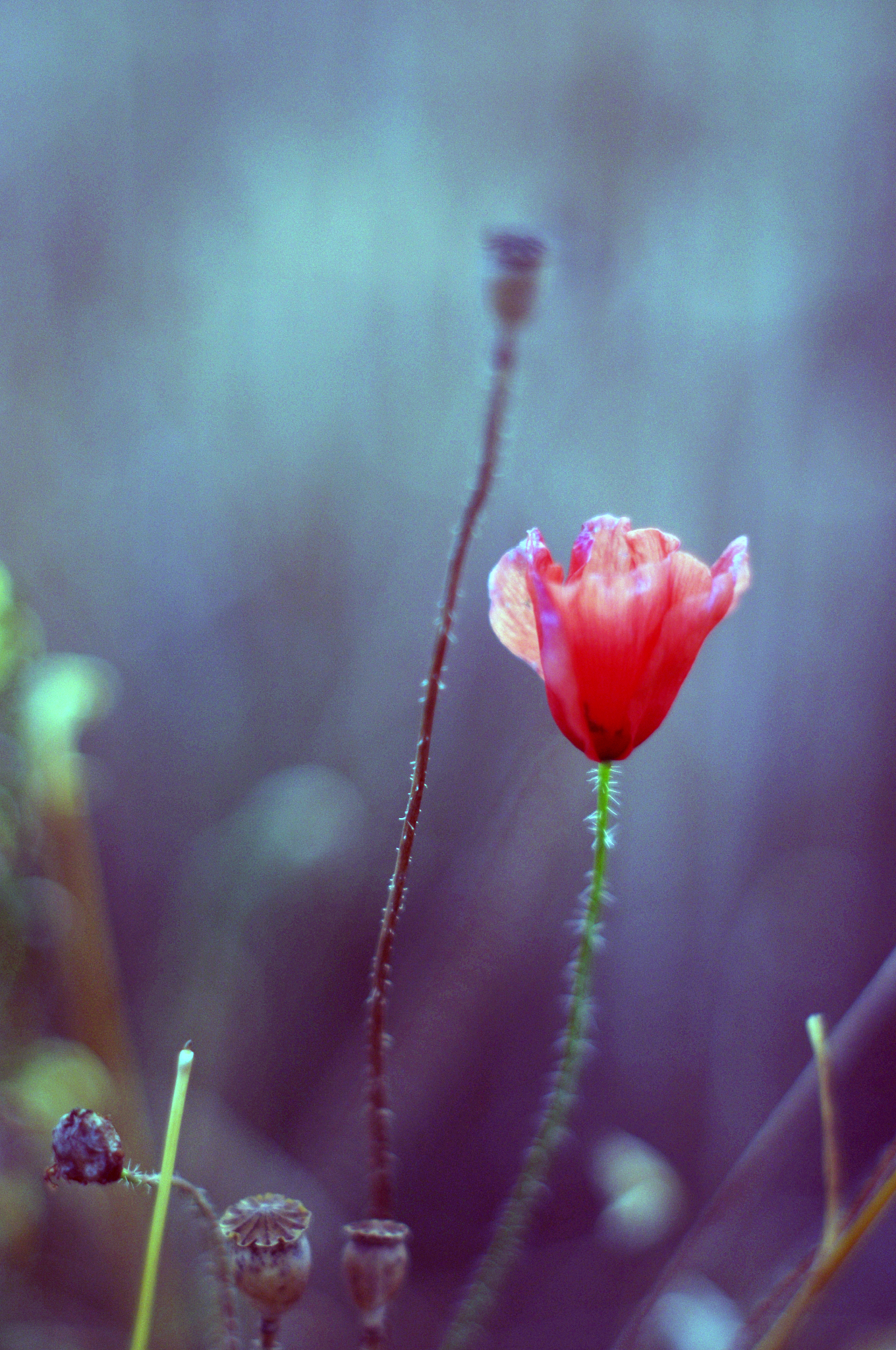 单恋一枝花是什么意思