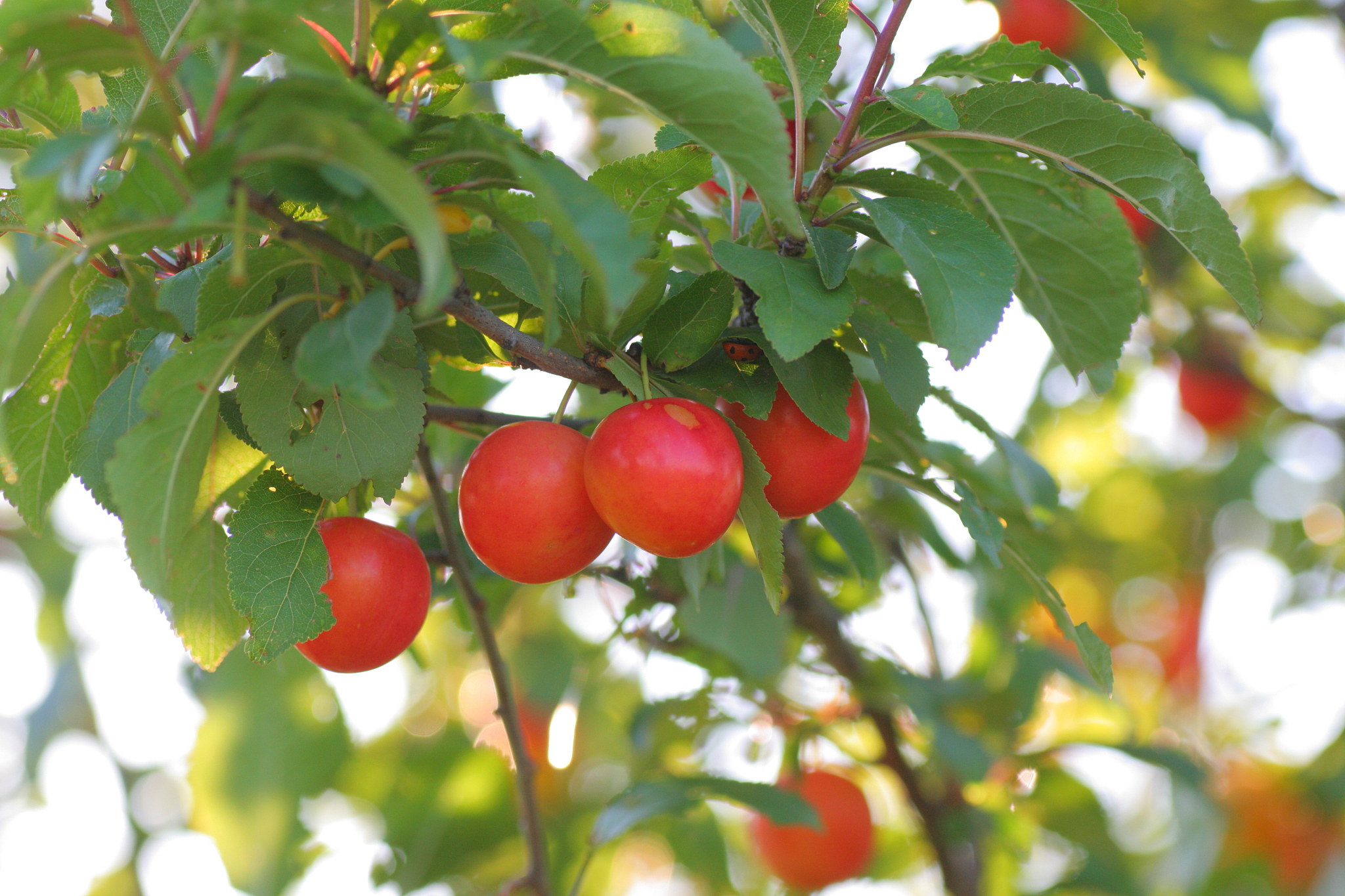 李子里面黄色或透明的晶体是什么