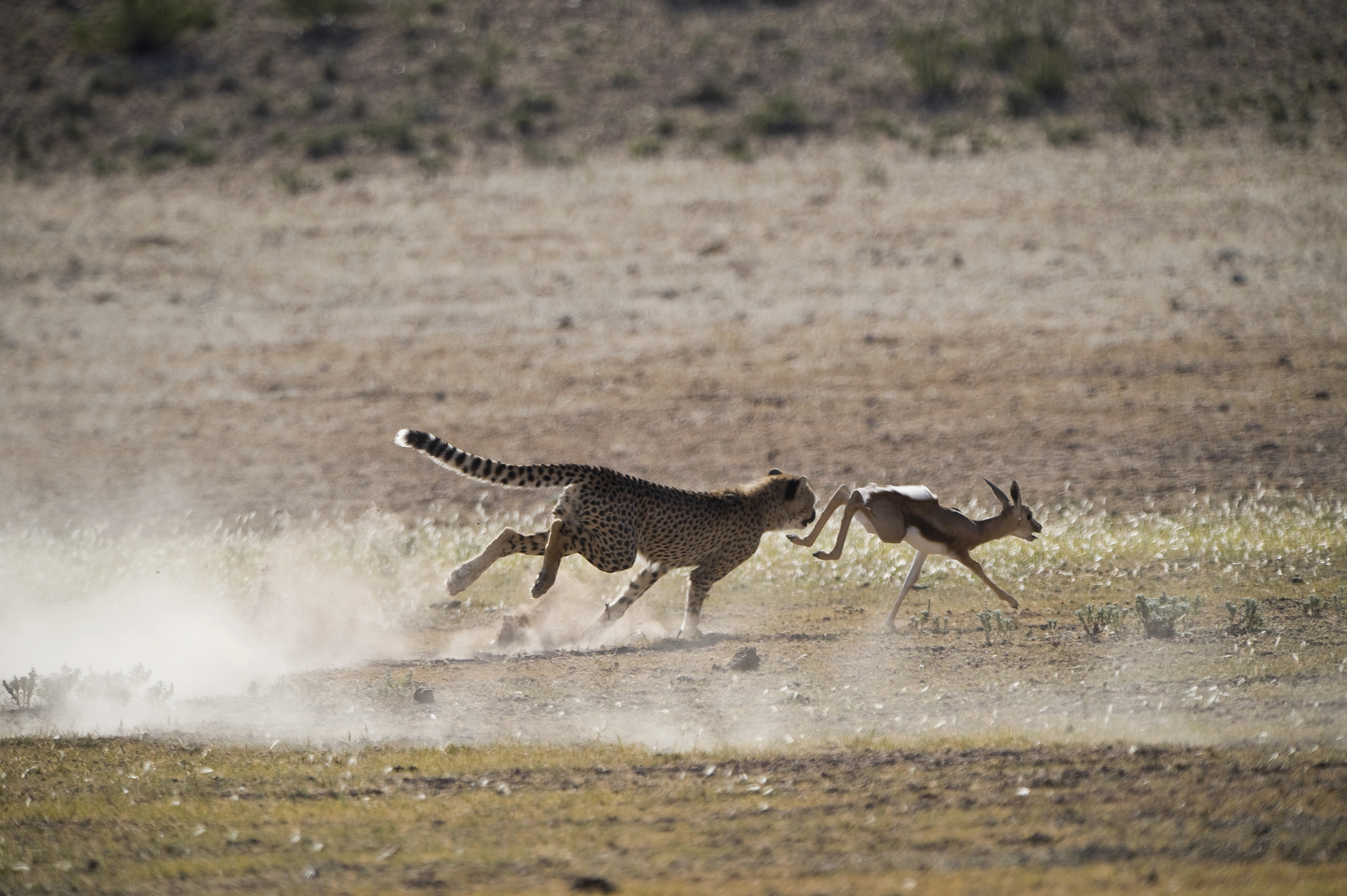 又快又聪明 仁爱 动物