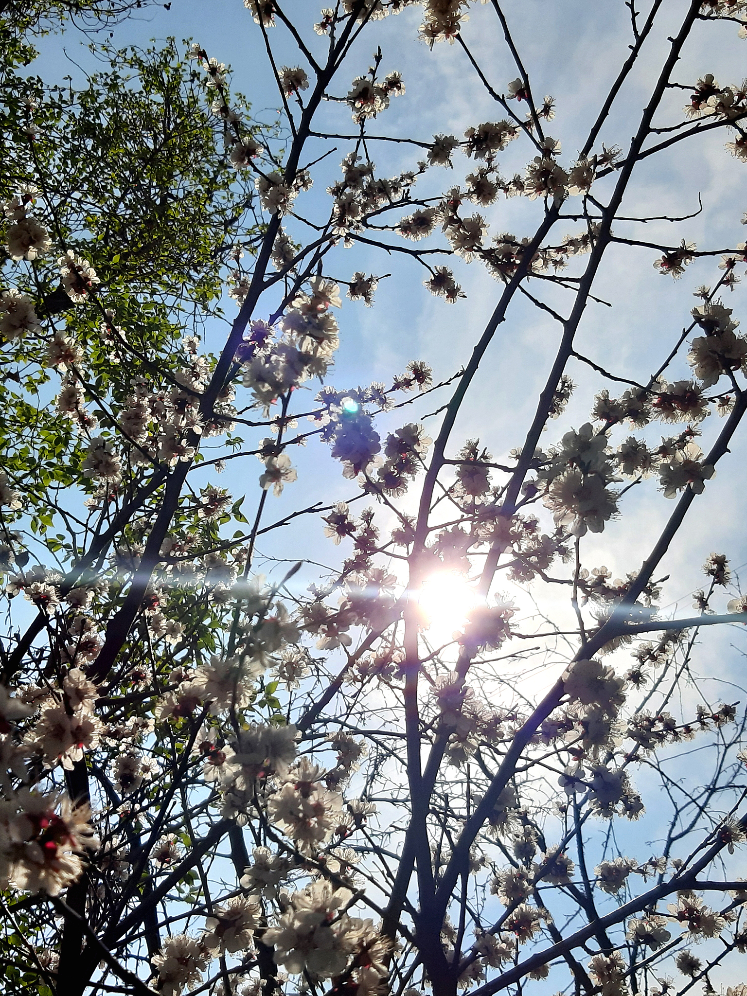 今天天气真好！阳光明媚，适合户外活动