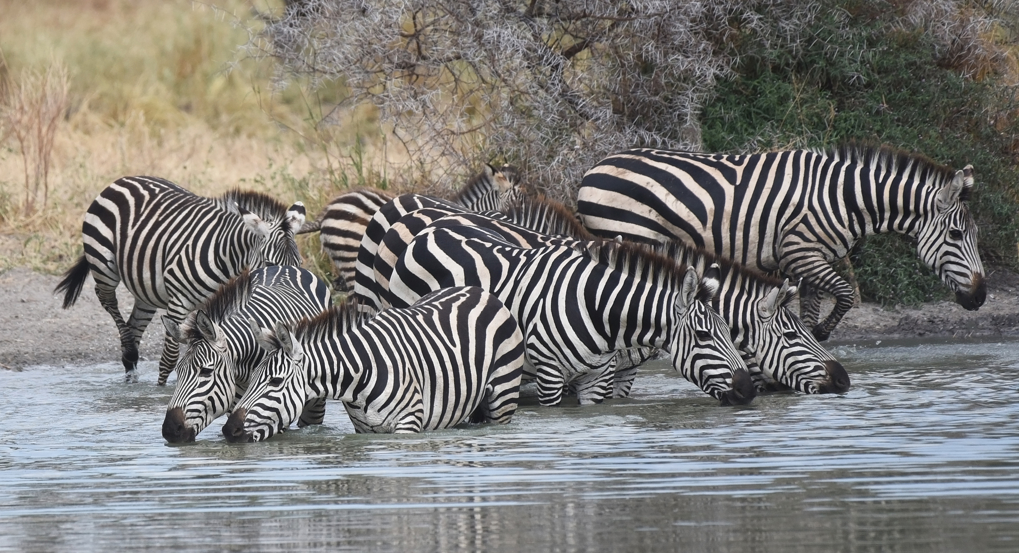 a herd of zebra in tarangire np in tanzania