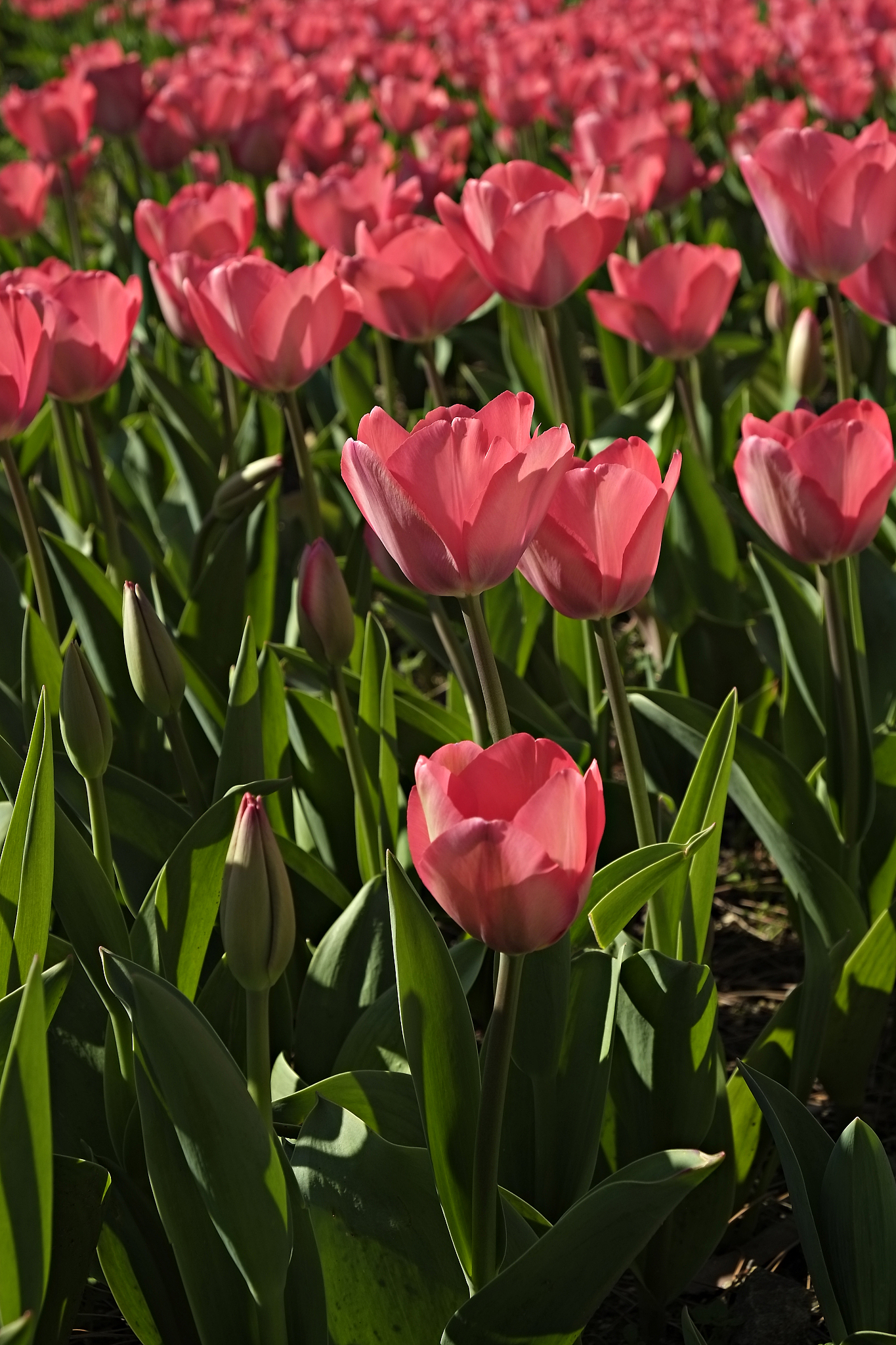 colorful tulips in sun light growing in the city park.