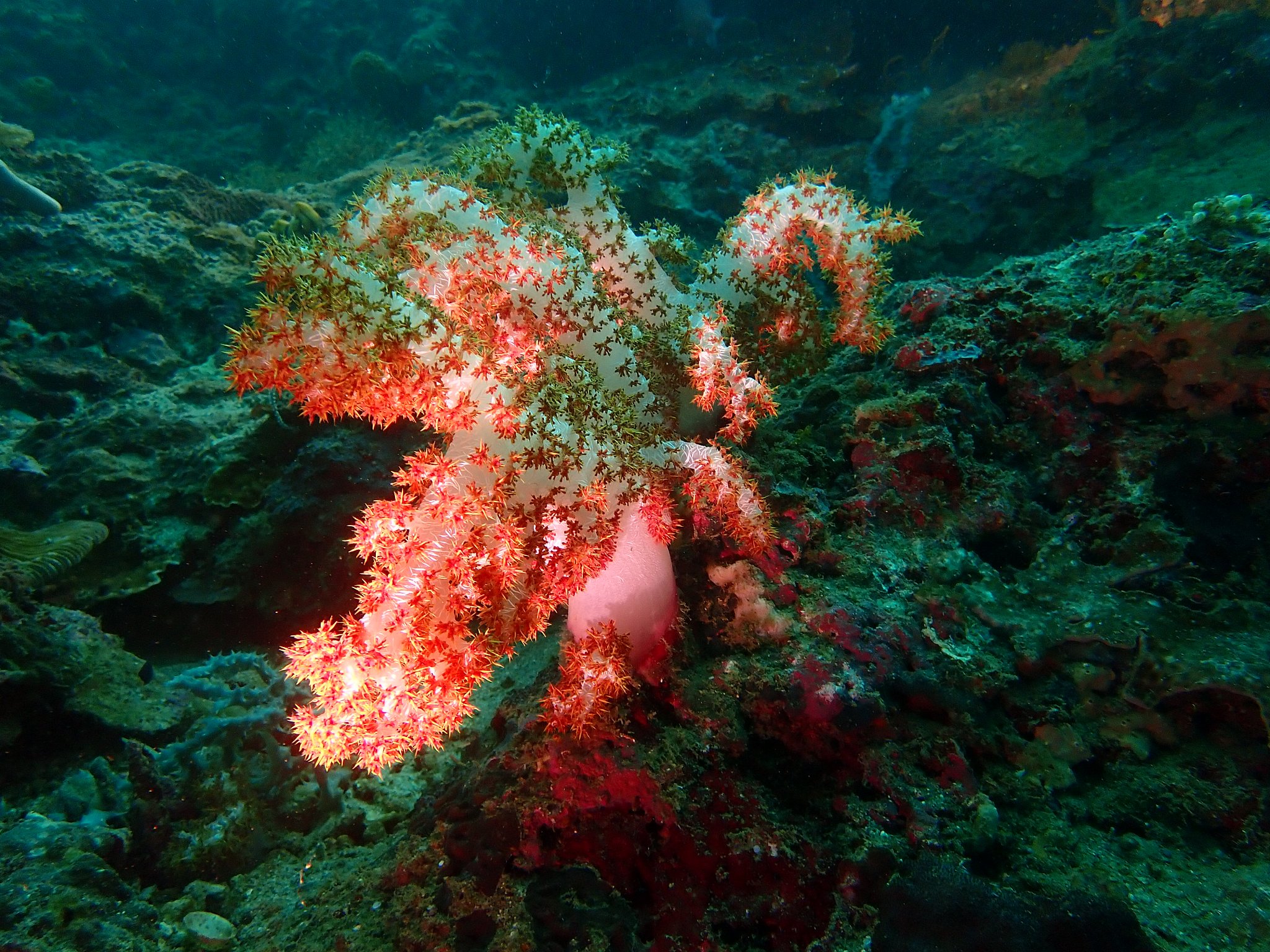 菲律宾普通直杆伞价格：100至500比索（2至10美元）