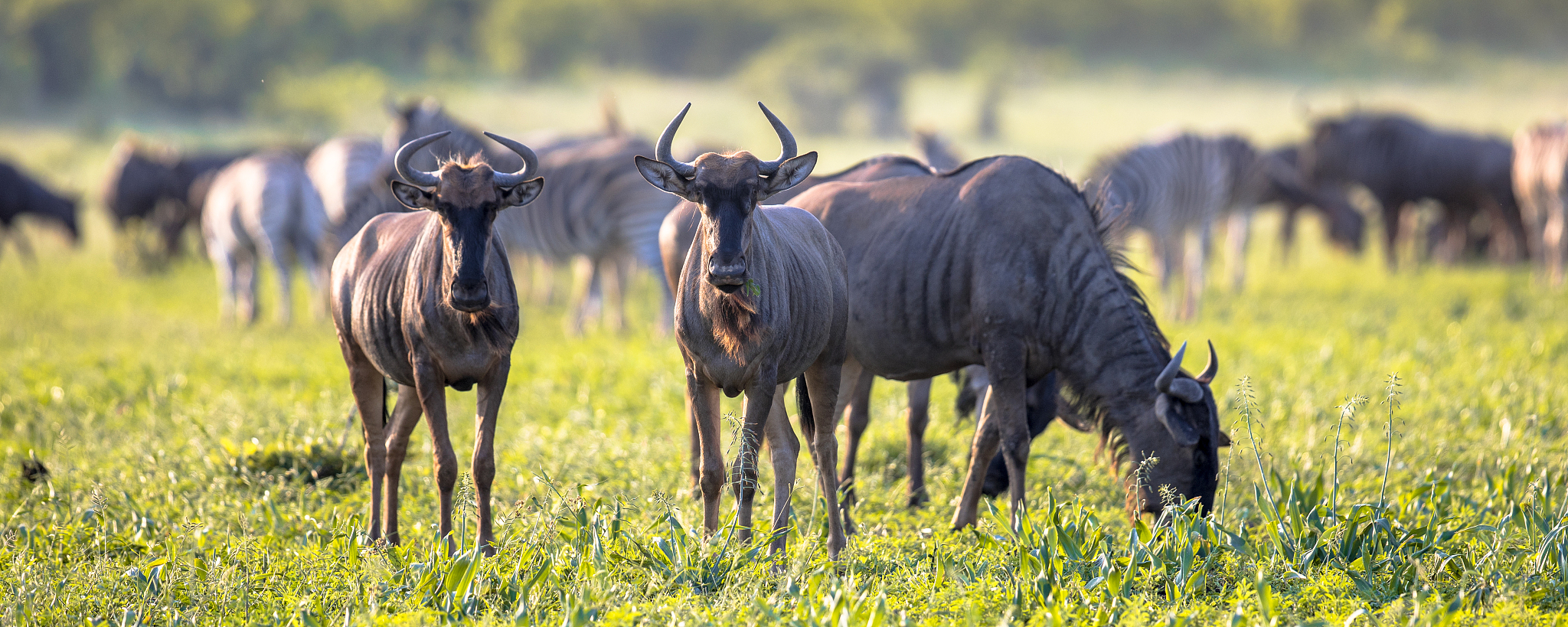 common wildebeest herd grazing at mooiplaas