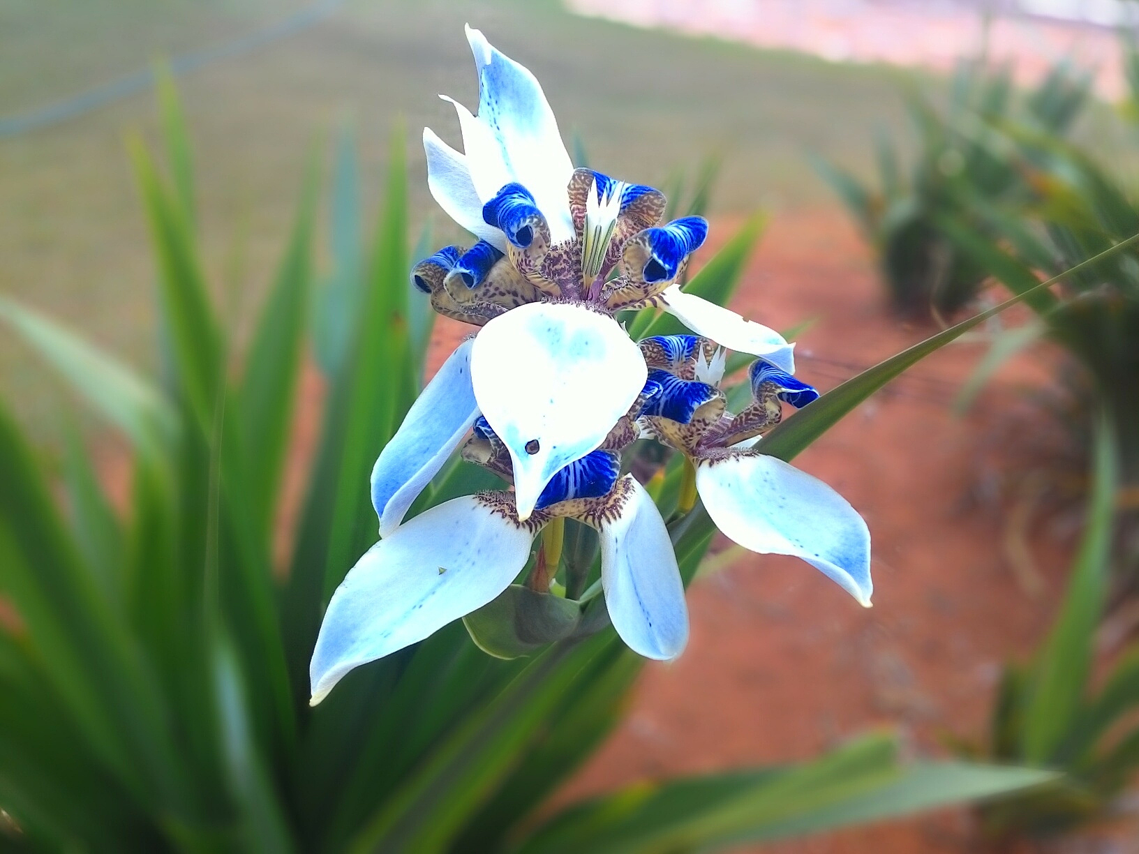 close-up of blue flower over plants