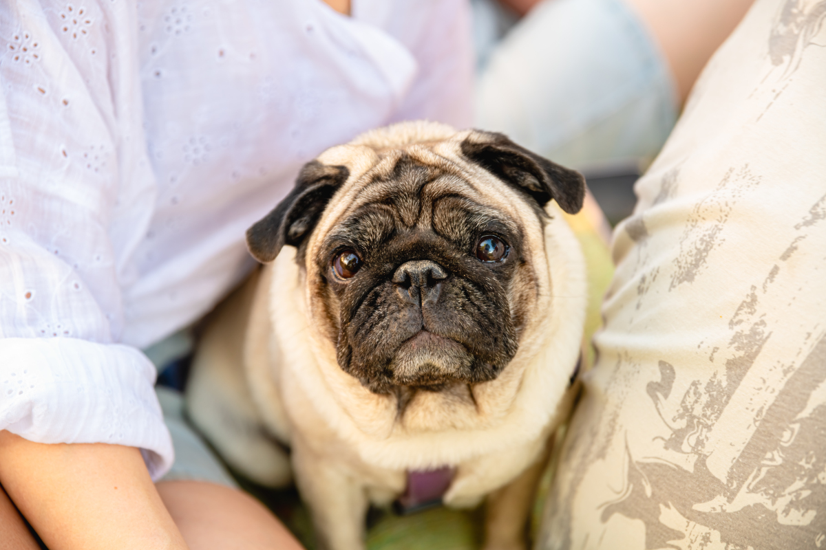 小狗的故事长度