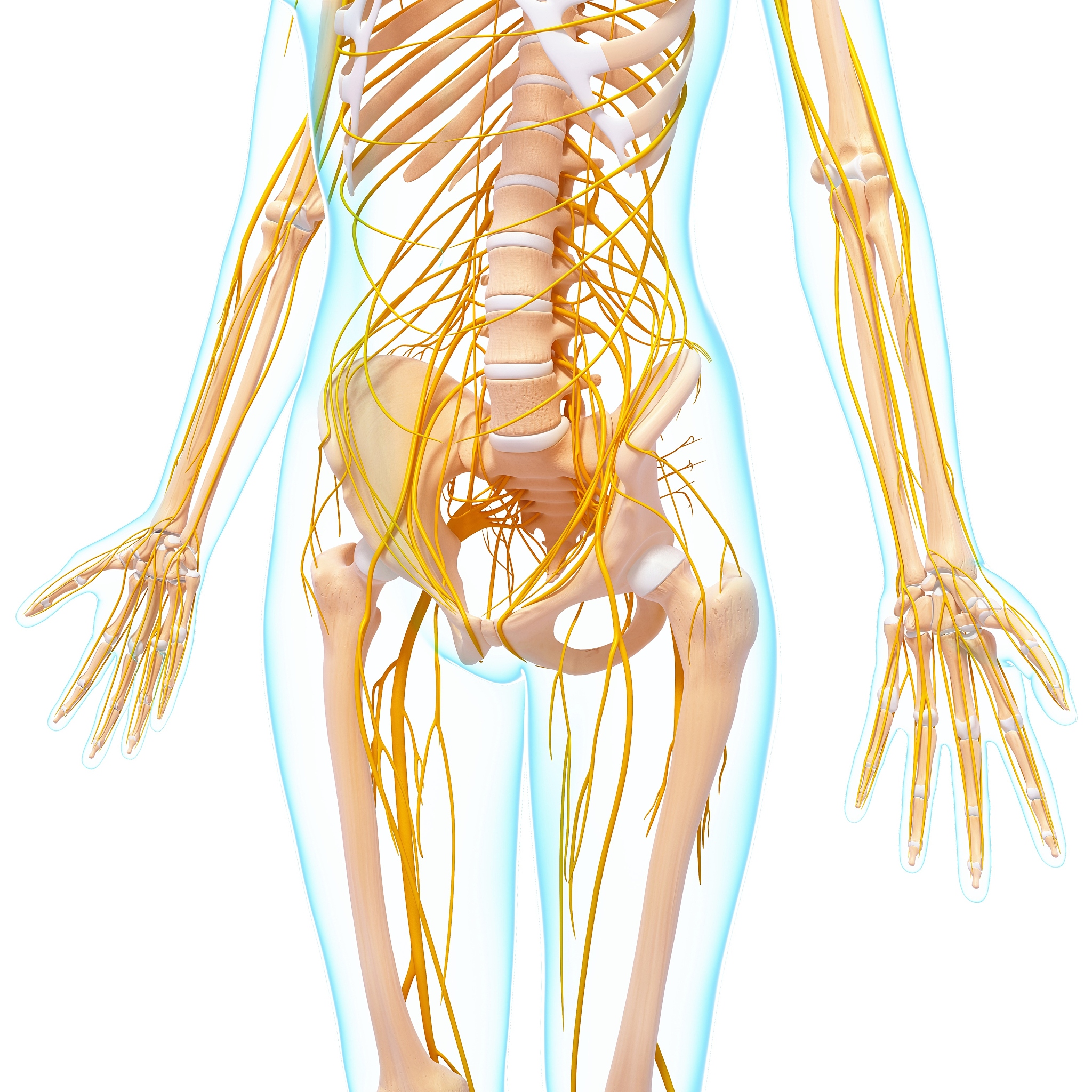 坐骨神经：起点、走行、分支及支配肌肉