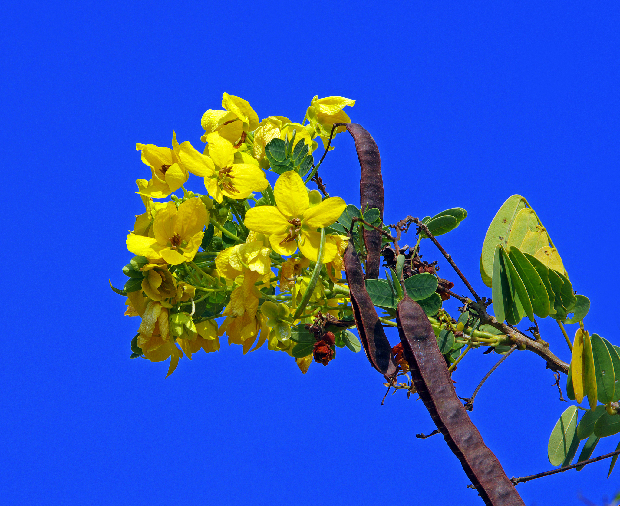 干旱胁迫对丹参植物氧化应激反应的影响：MDA含量和抗氧化酶活性的变化