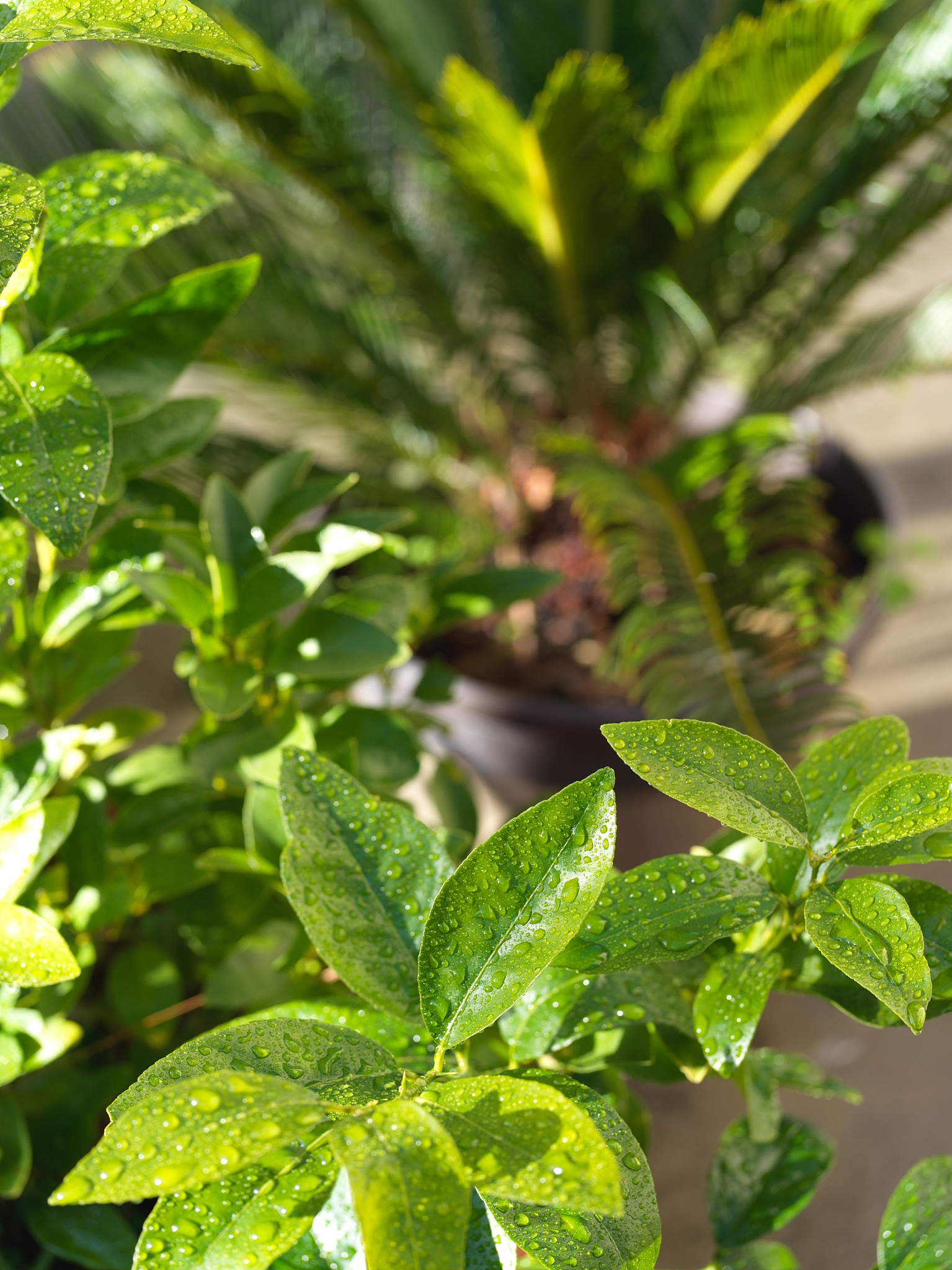 baby orange tree