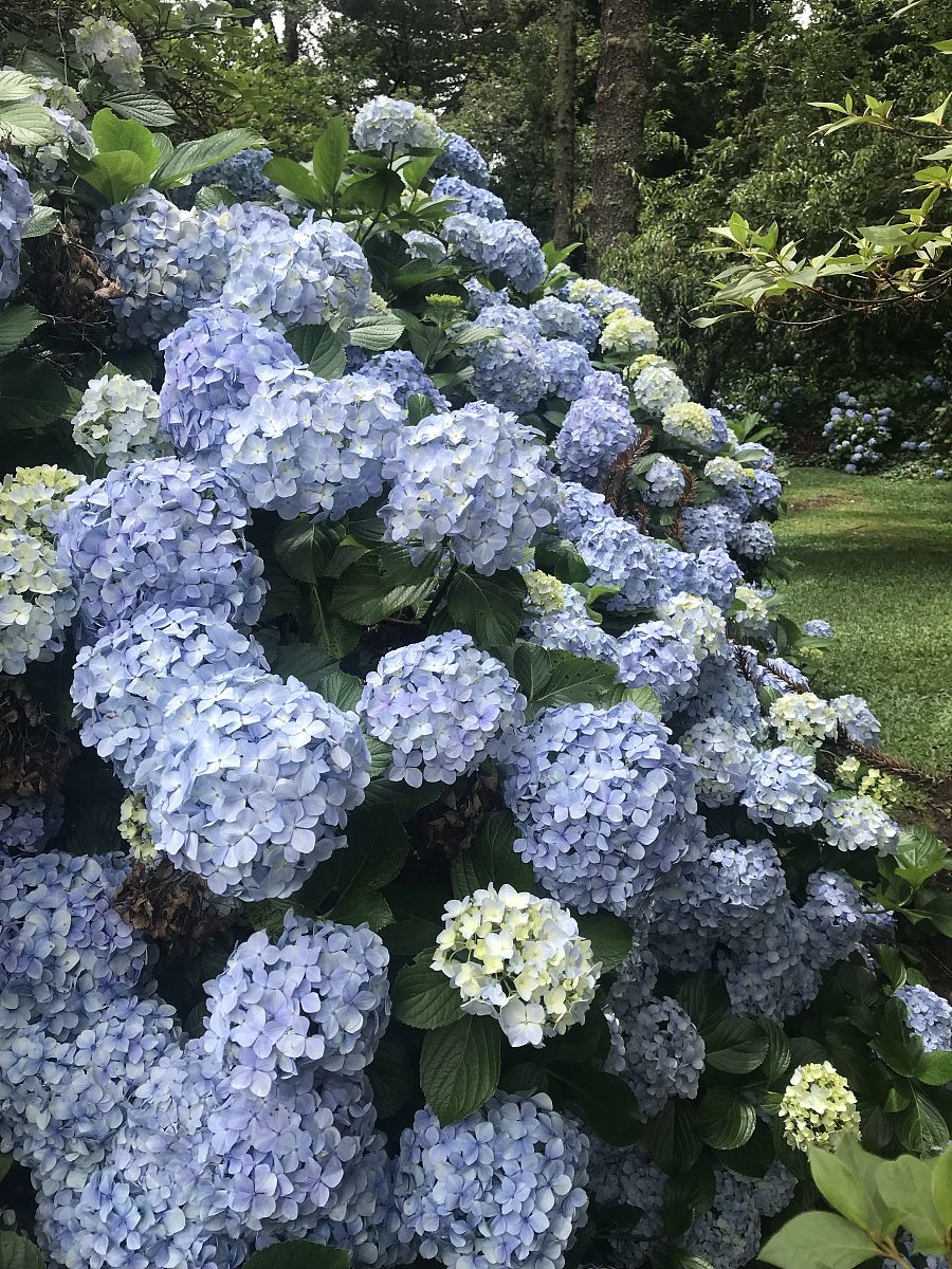 请以小红书口吻叙述主题为：难道没有人觉得绣球长得像挂在天上的包菜吗