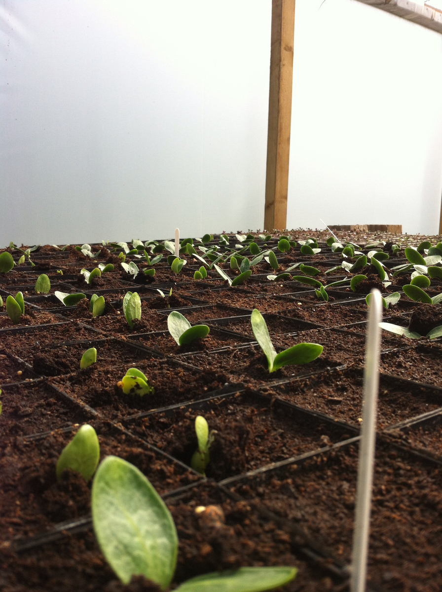 向日葵花的养殖方法