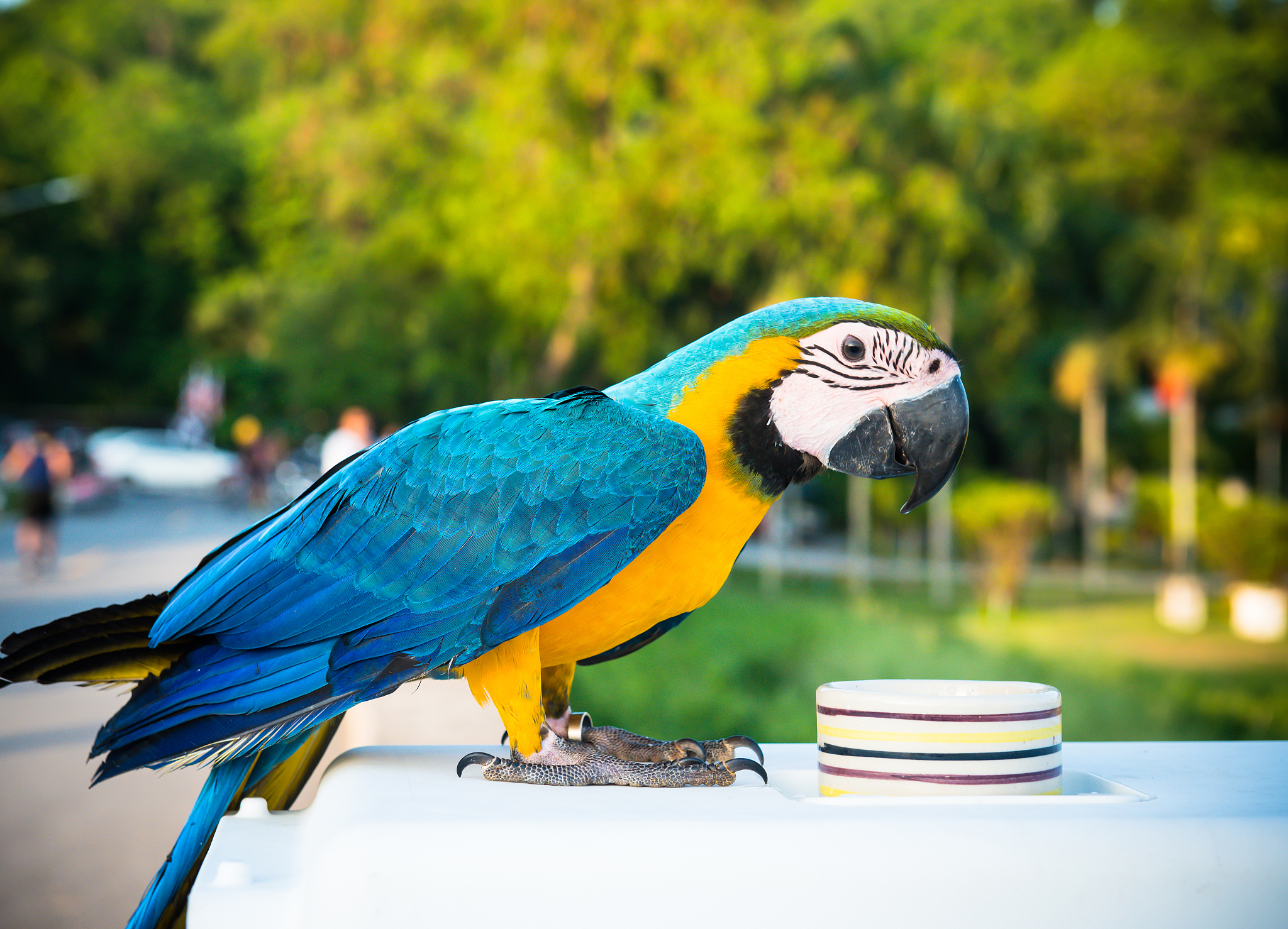 鹦鹉 写一篇300字小学作文