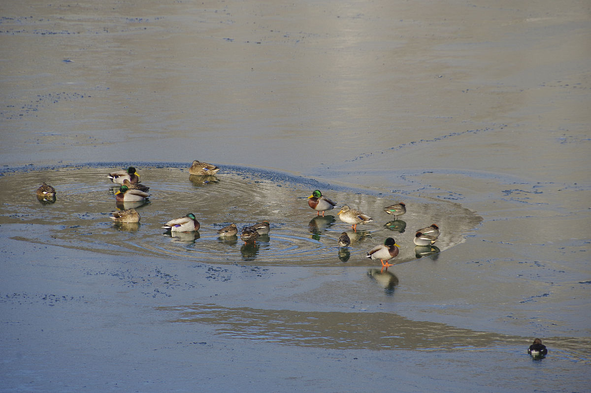 茂名肉鸭饲料配方，助力肉鸭健康成长 - [您的公司/品牌名]