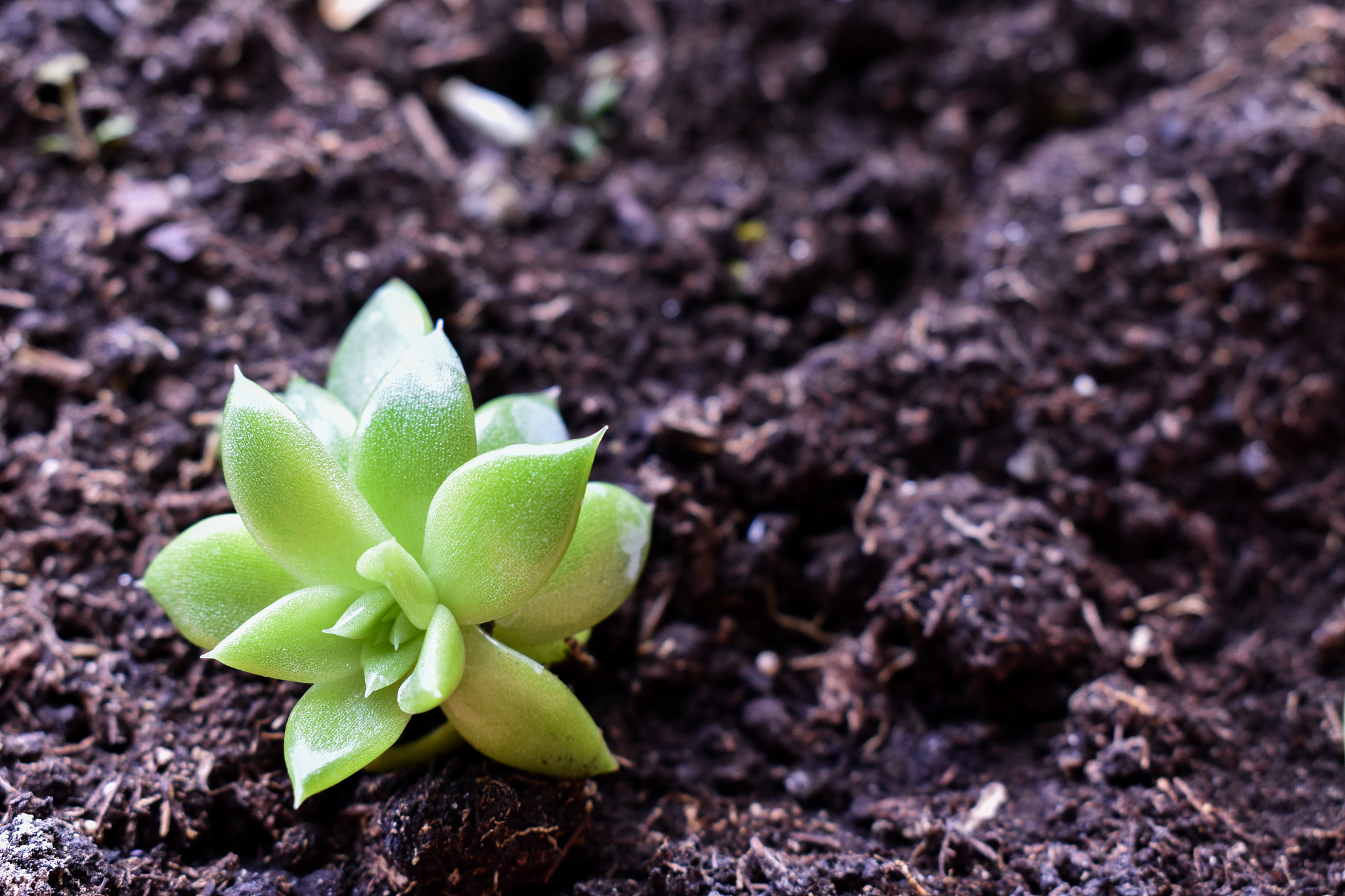 重庆第二农业学校2022年招生简章