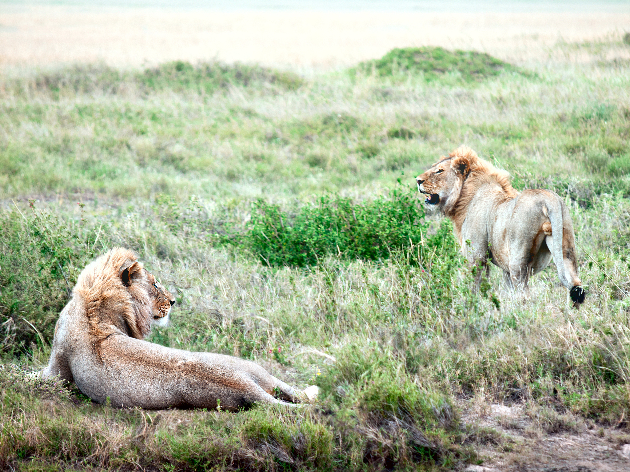 我的野生动物朋友小皮皮和辛迪的故事他们为什么打架 为什么他们又成了好朋友了帮我用150字详细描述