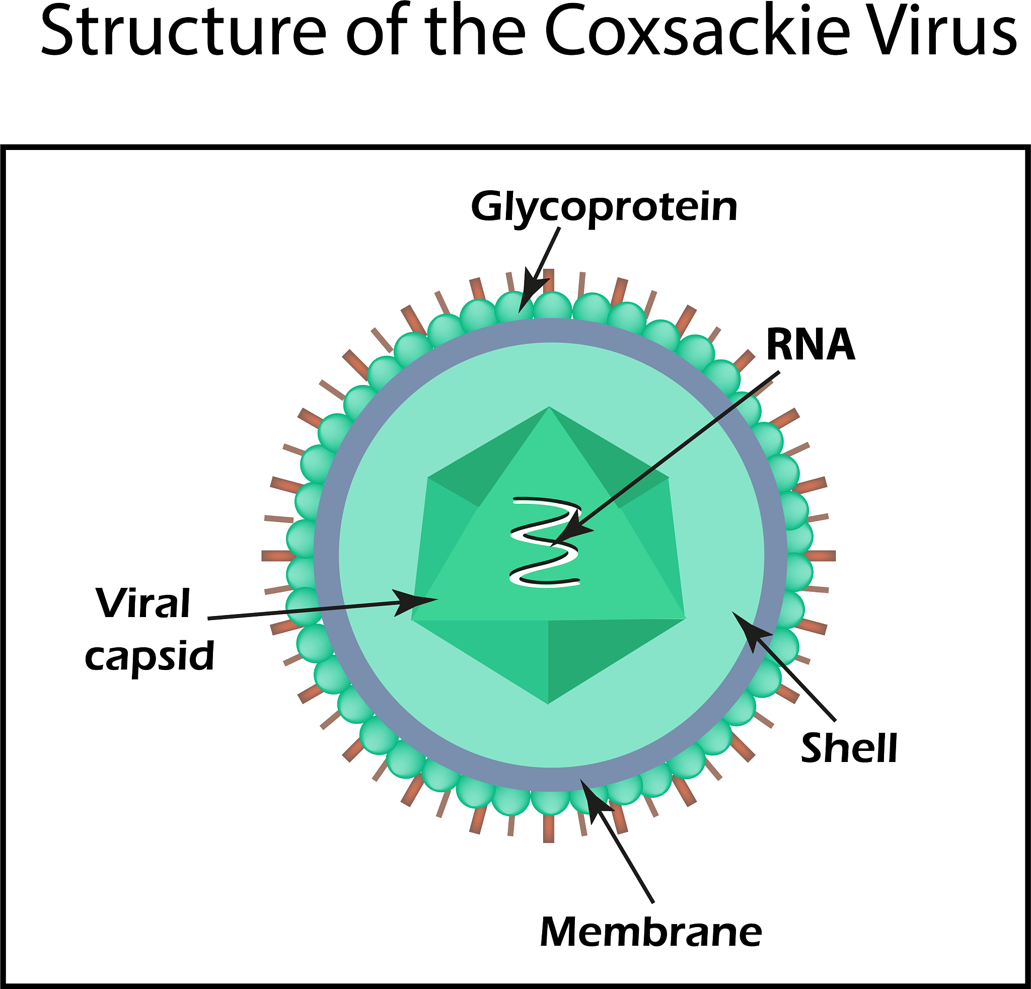 生物大分子物质有哪些？详解蛋白质、糖类、核酸等构成 - SEO优化标题