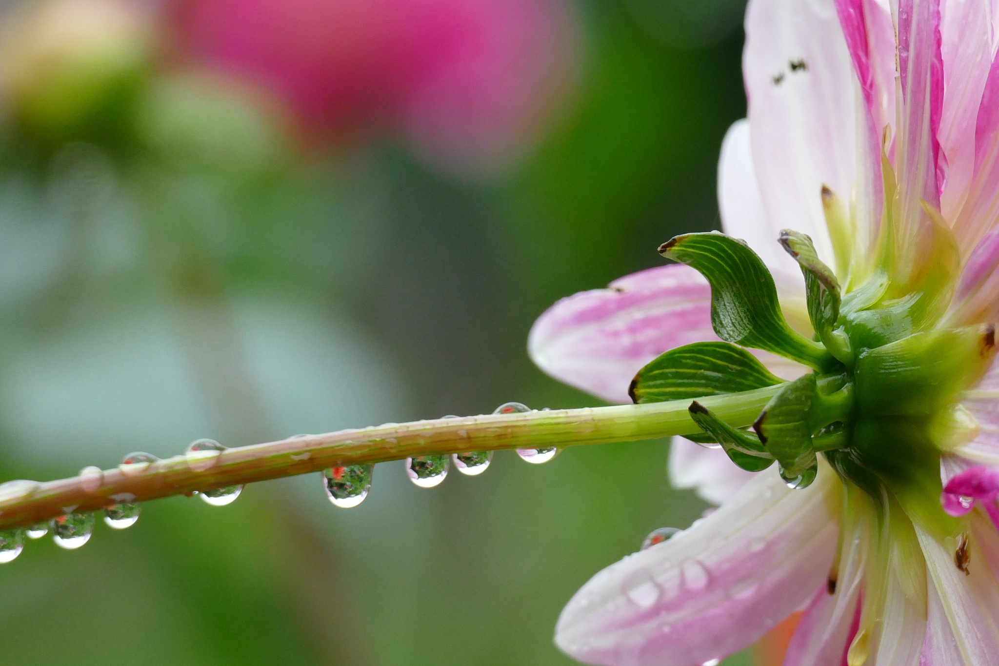 下雨天和鲜花是绝配的说说
