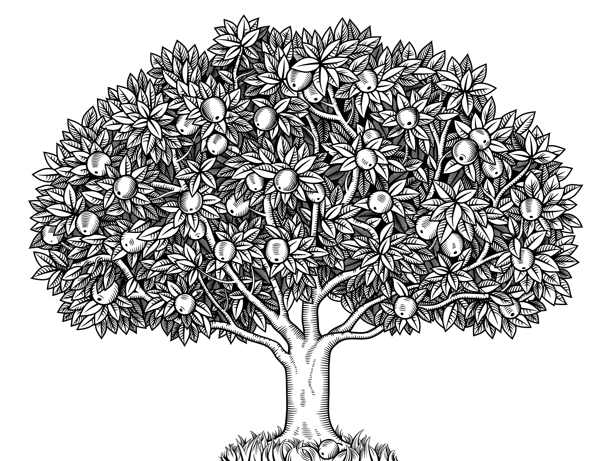 apple tree