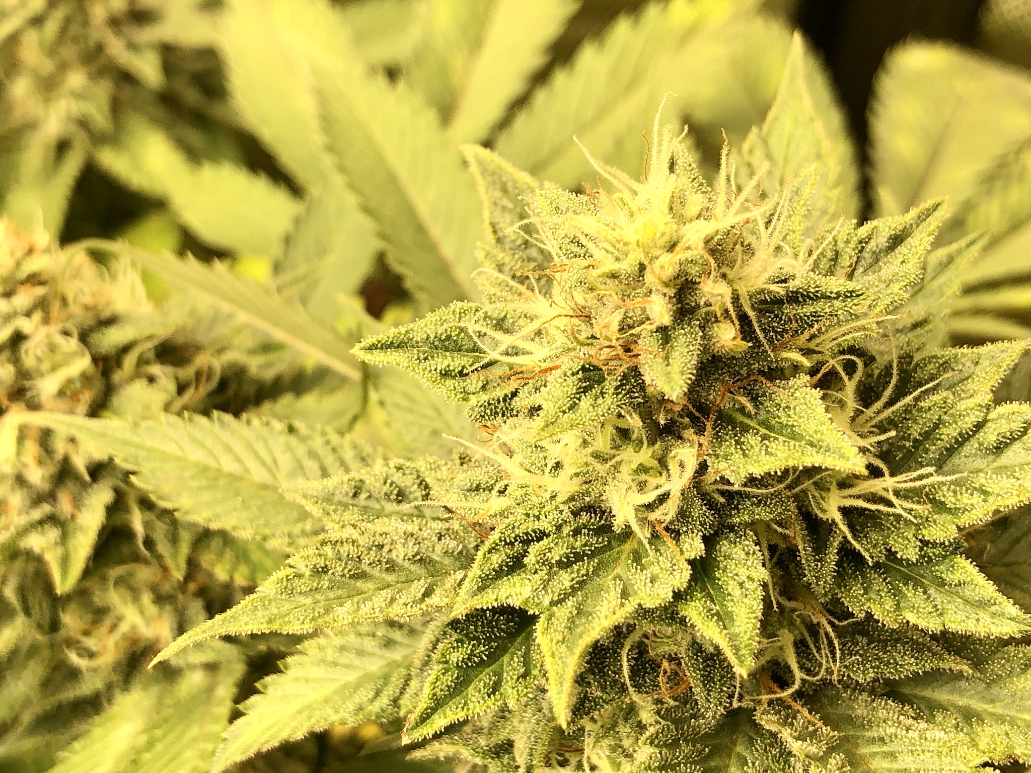 medical cannabis cola bud with plant trichomes in view