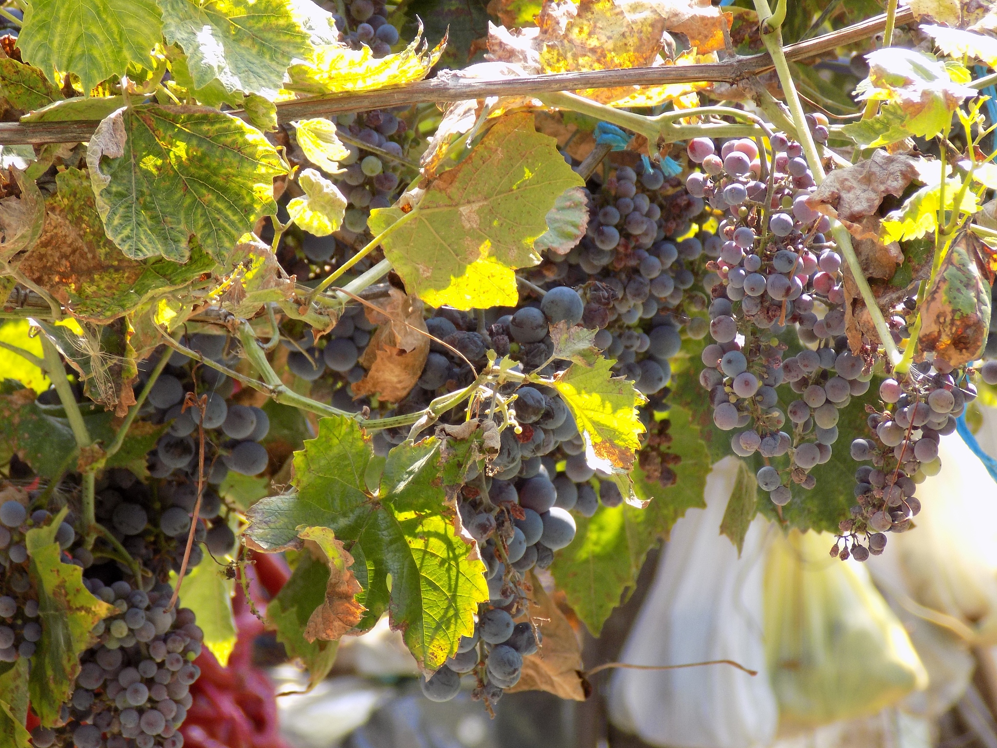 顺坡垄葡萄种植的降水要求