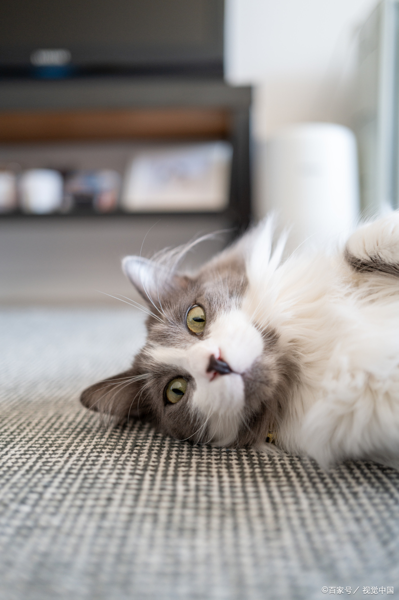 母猫难产会把死胎排出来吗？