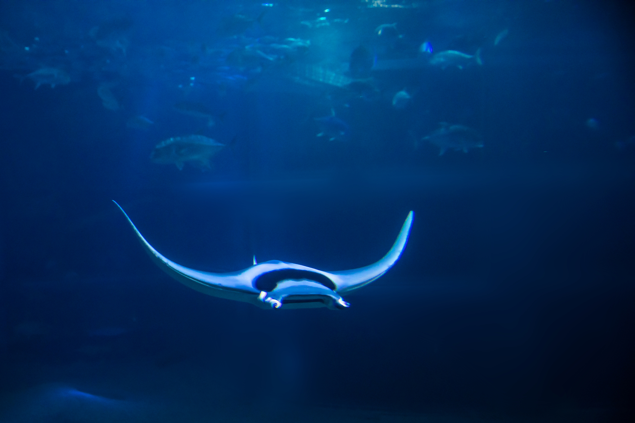 DEEP-SEA RESEARCH PART II: 深海研究领域顶尖期刊推荐
