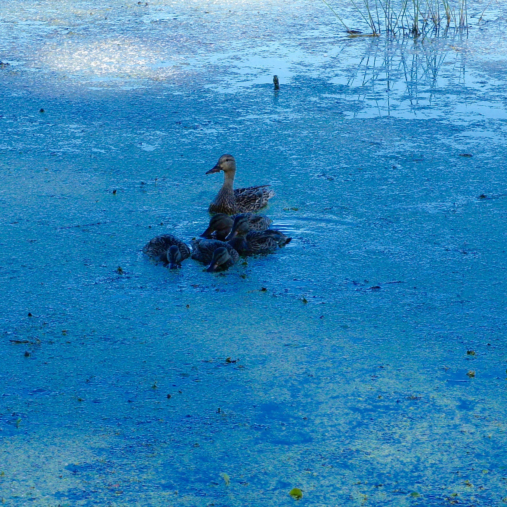 贝加尔湖污染严重：水生物数量锐减，面临灭绝危机