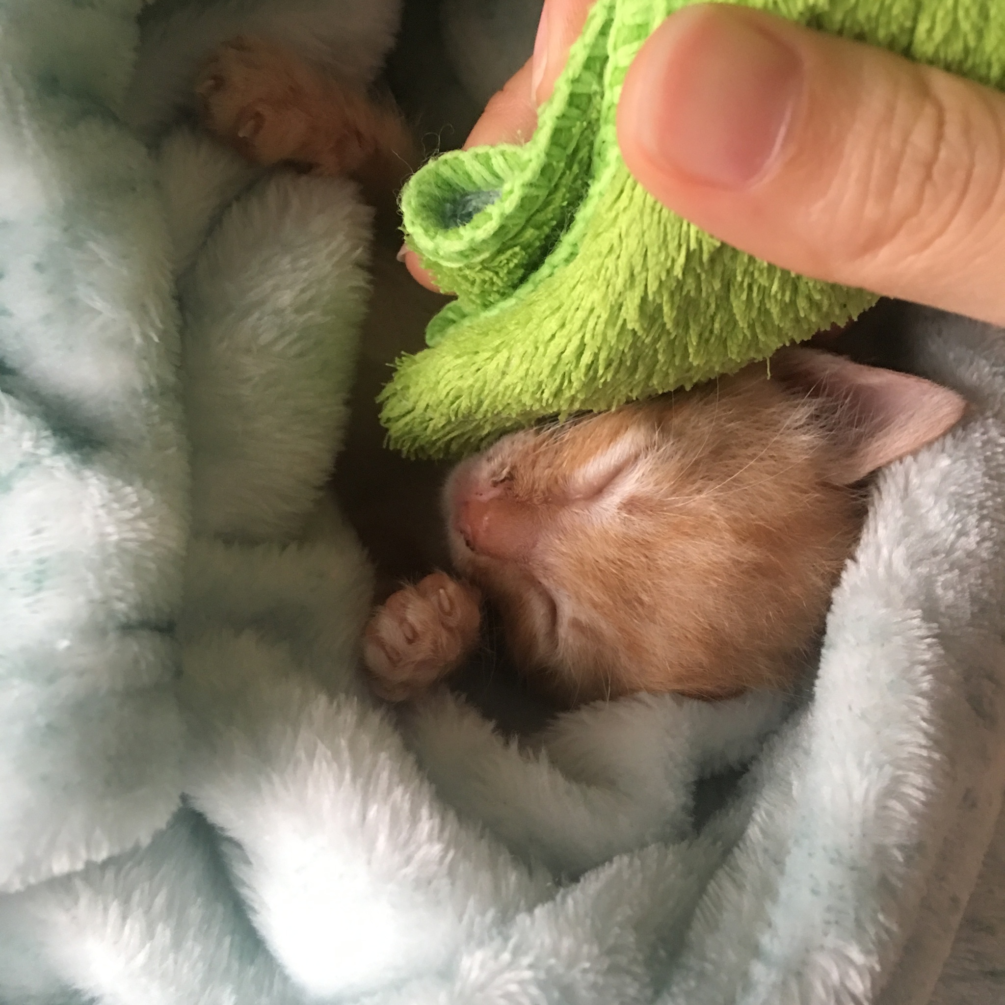 用地道的中文翻译以下文本：Thirty-nine parvovirus strains contained in faecal samples collected in Italy n=34 and UK n=5 from cats with feline panleukopenia were characterized at the molecular level All viruses wer