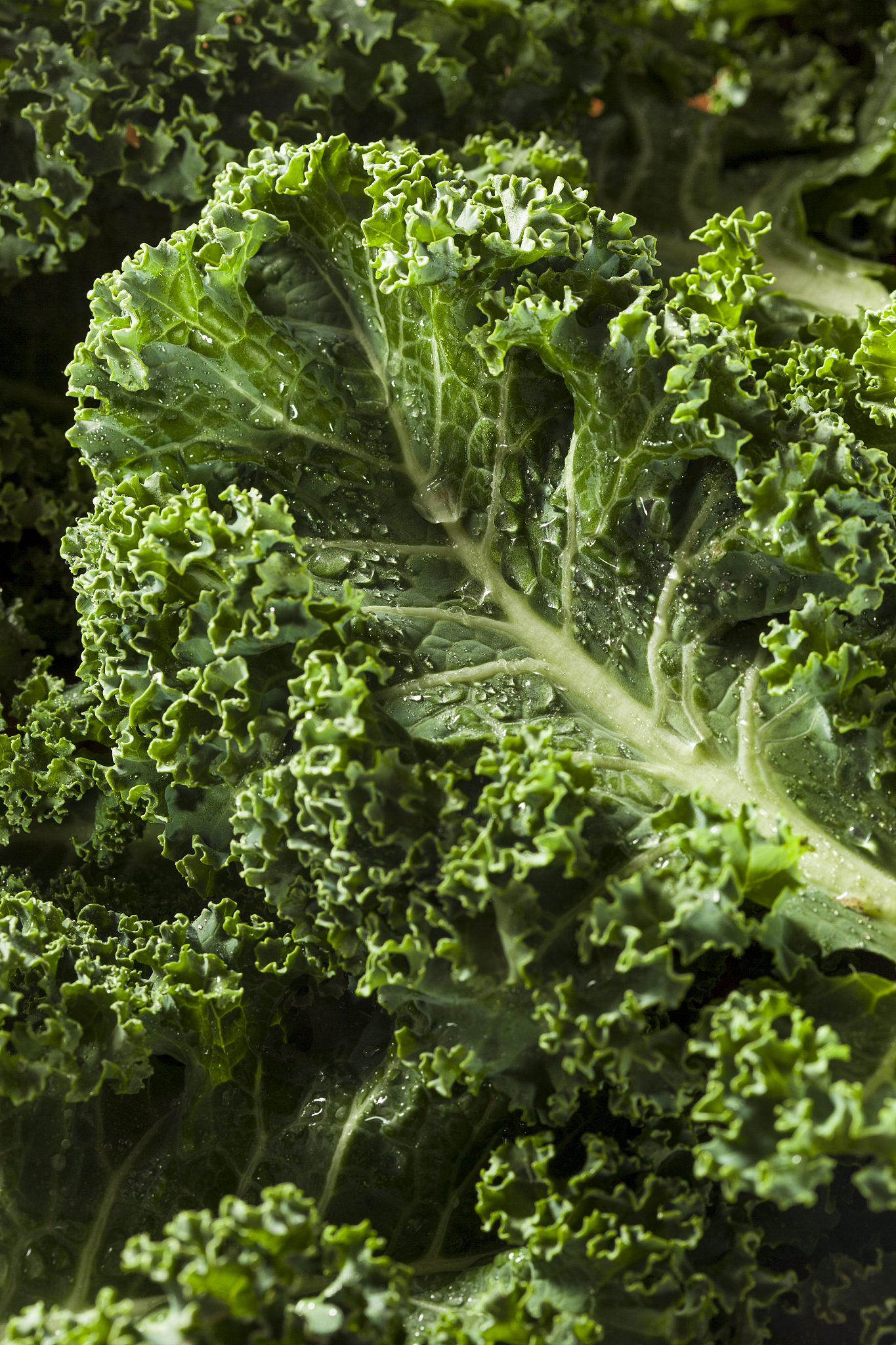 请你帮我找一下羽衣甘蓝粉的卖点