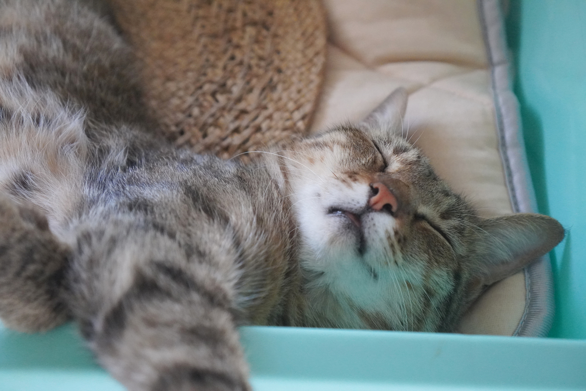 🙀猫咪的记忆真的只有7秒吗？💔揭秘真相，主人的这些行为它们一直都记得！