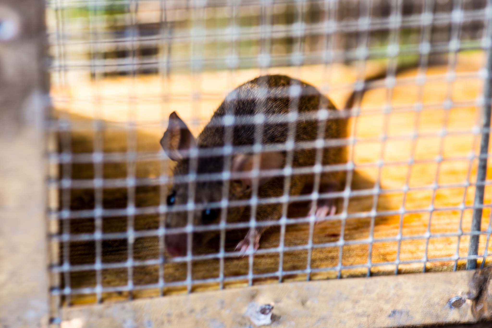 蜜袋鼯臭味去除妙招：让你的小宠物不再臭