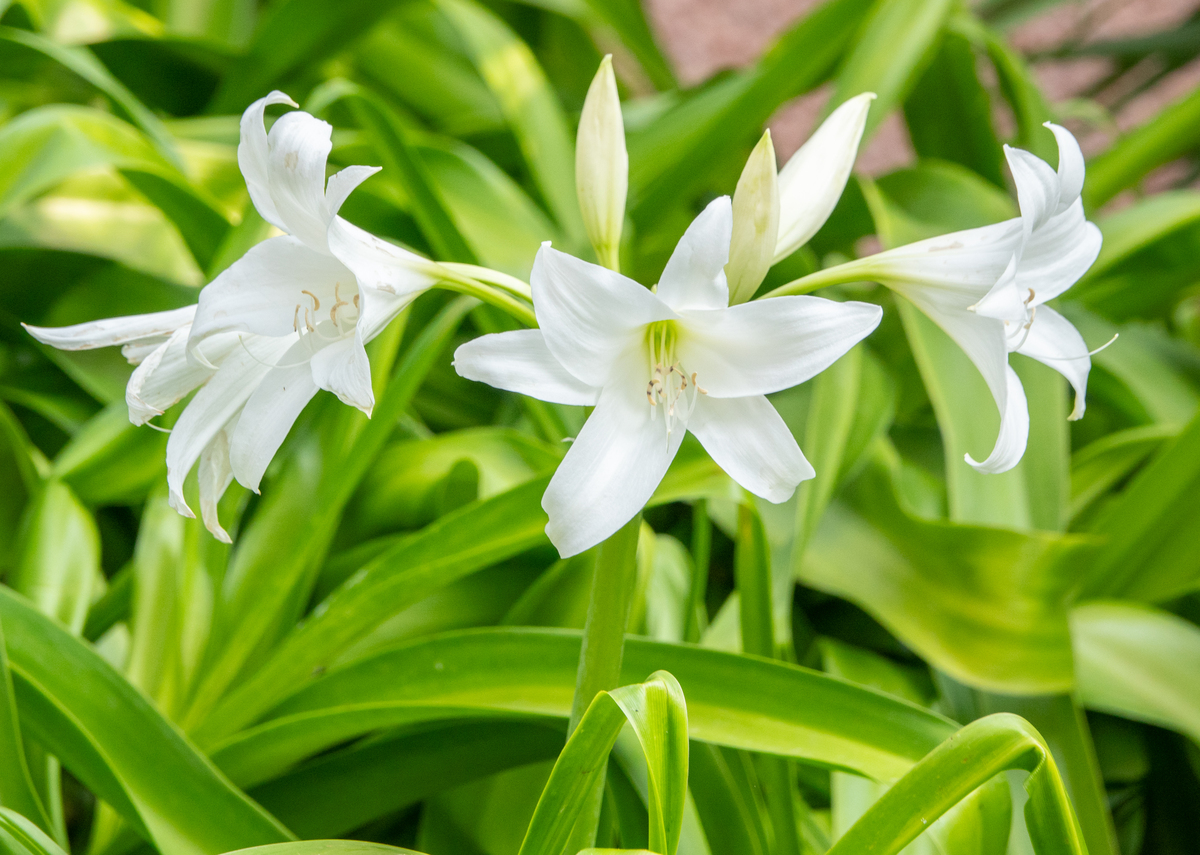 百合花开后如何处理？来年如何养护才能开花？